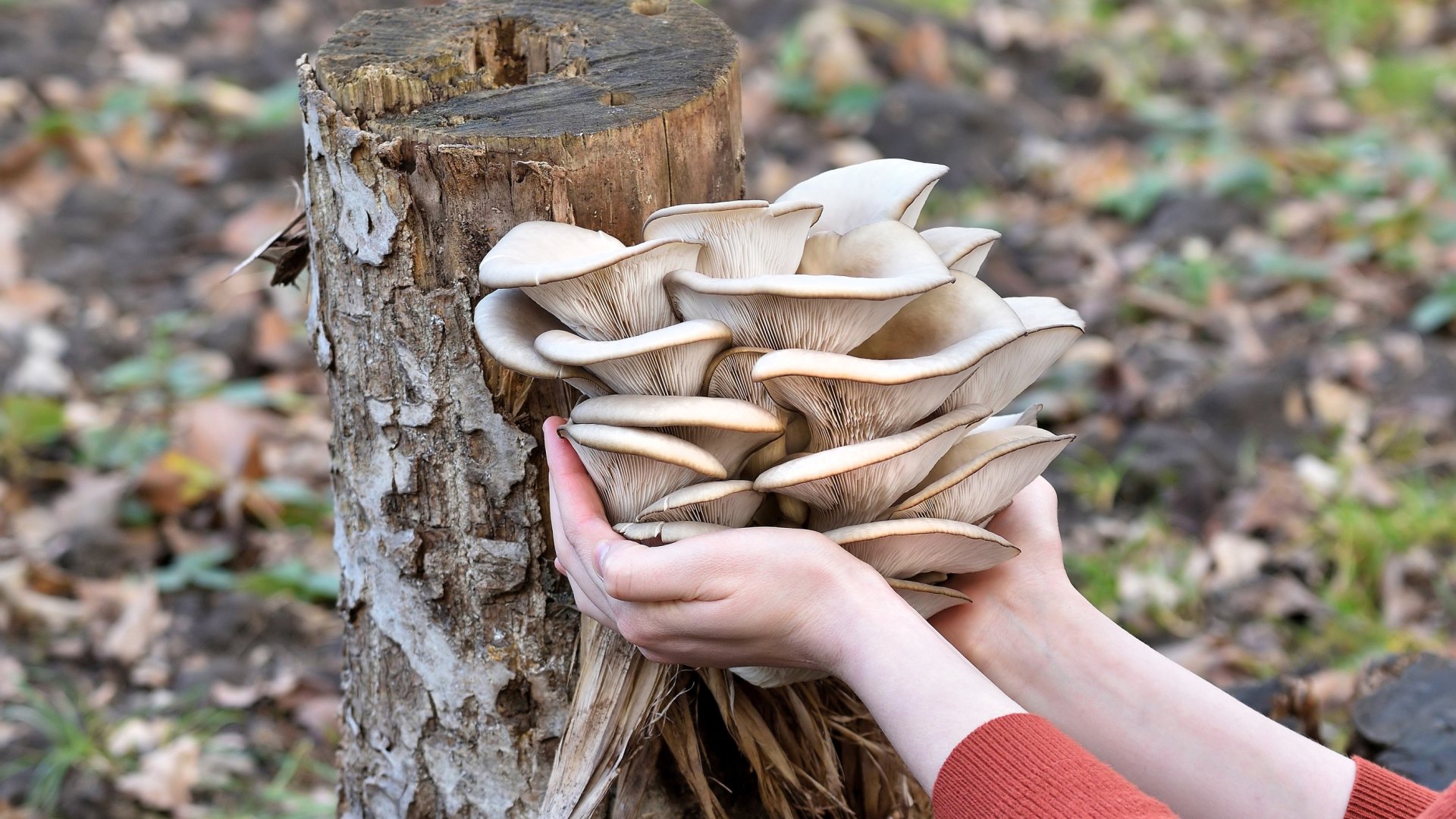 Növessz gombát a kertben!