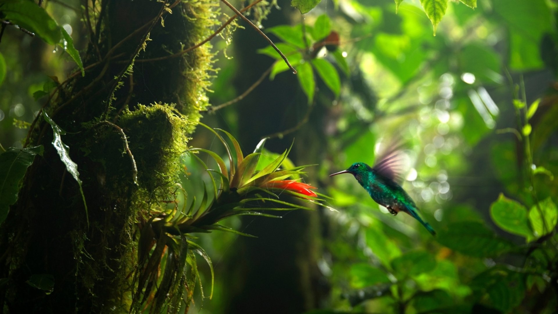 A világ legboldogabb országa, 500 000 különleges fajnak ad otthont – ez Costa Rica