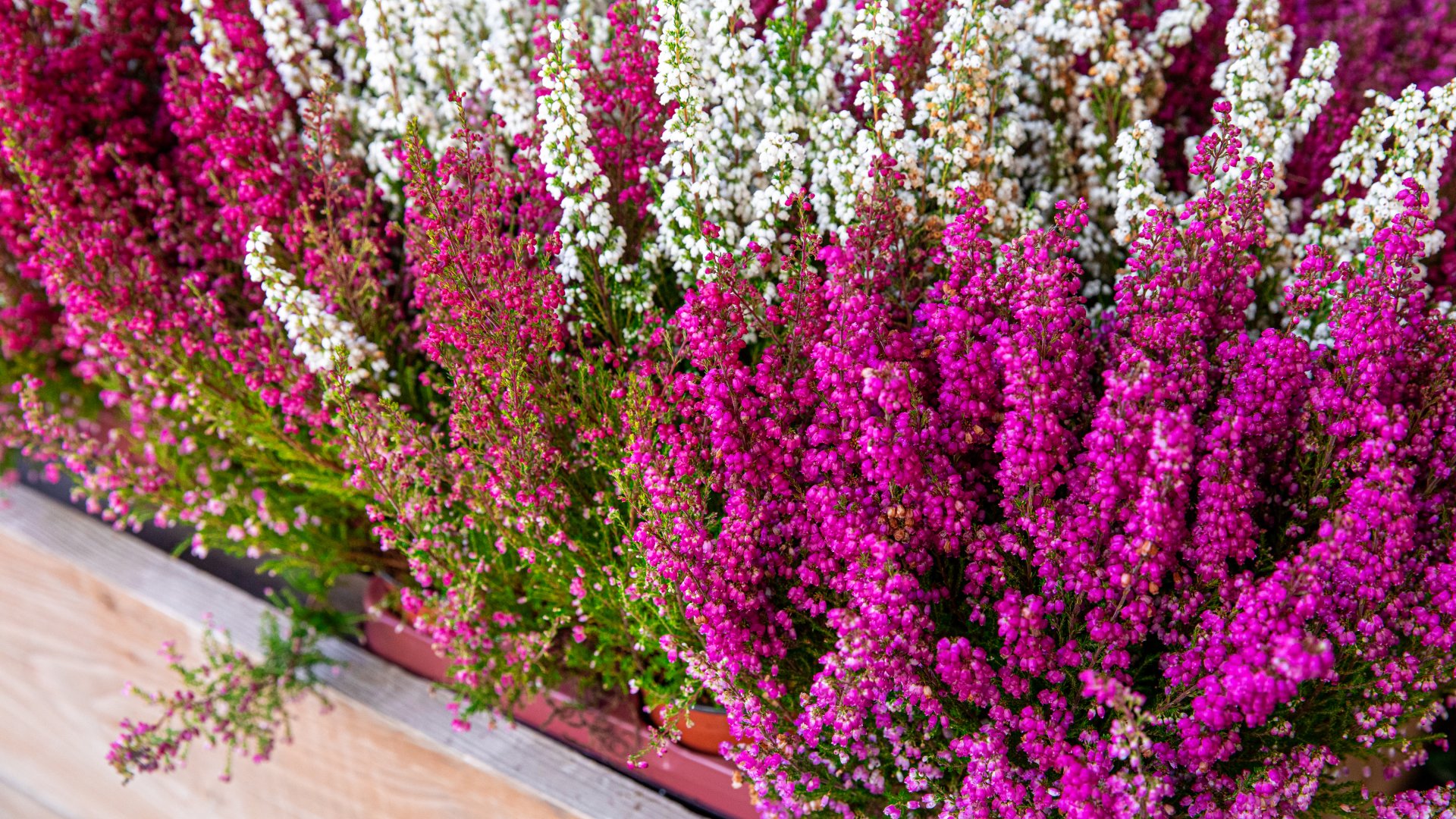 Az ősz egyik legszebb virága - A vékony hanga és gondozása