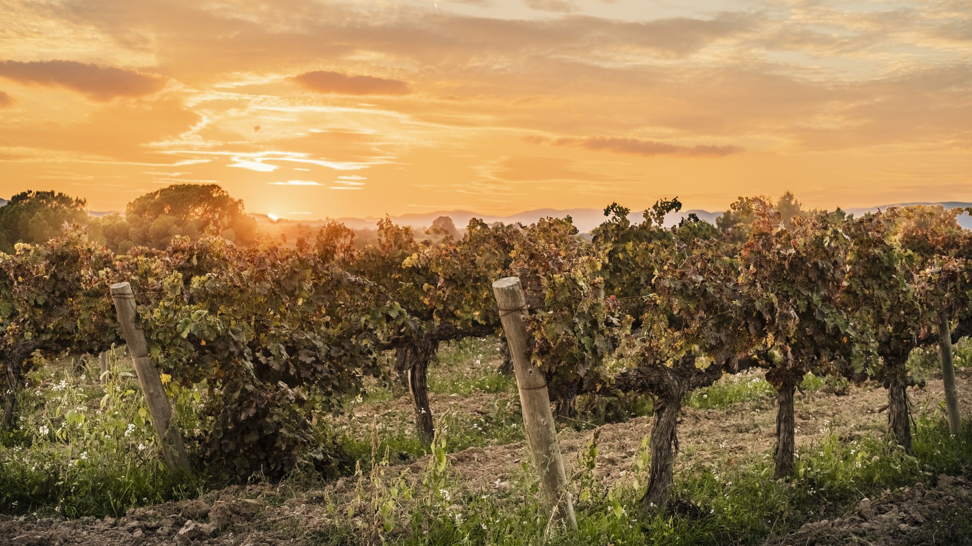 Magyarország Legszebb Szőlőbirtoka 2023. évi győztesei - Egyedülálló Kincsek a Szőlőültetvényeken Magyarország Legszebb Szőlőbirtoka 2023. évi győztesei - Egyedülálló Kincsek a Szőlőültetvényeken