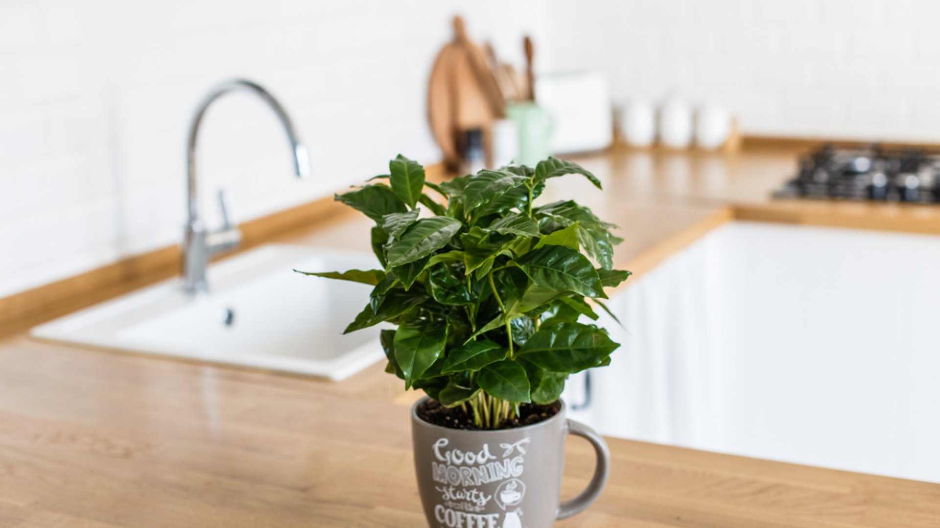 Kávérajongóknak kötelező: nevelj bögrében kávécserjét és legyen a konyhád dísze!