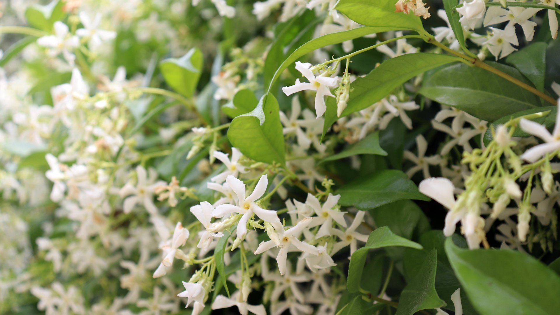 5 gyors növekedésű cserje, amit ősszel kell elültetni