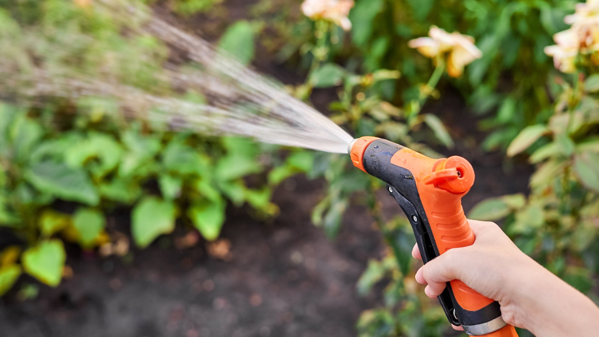 Így kell locsolni ősszel, ha kevés a csapadék és az esték már hidegek