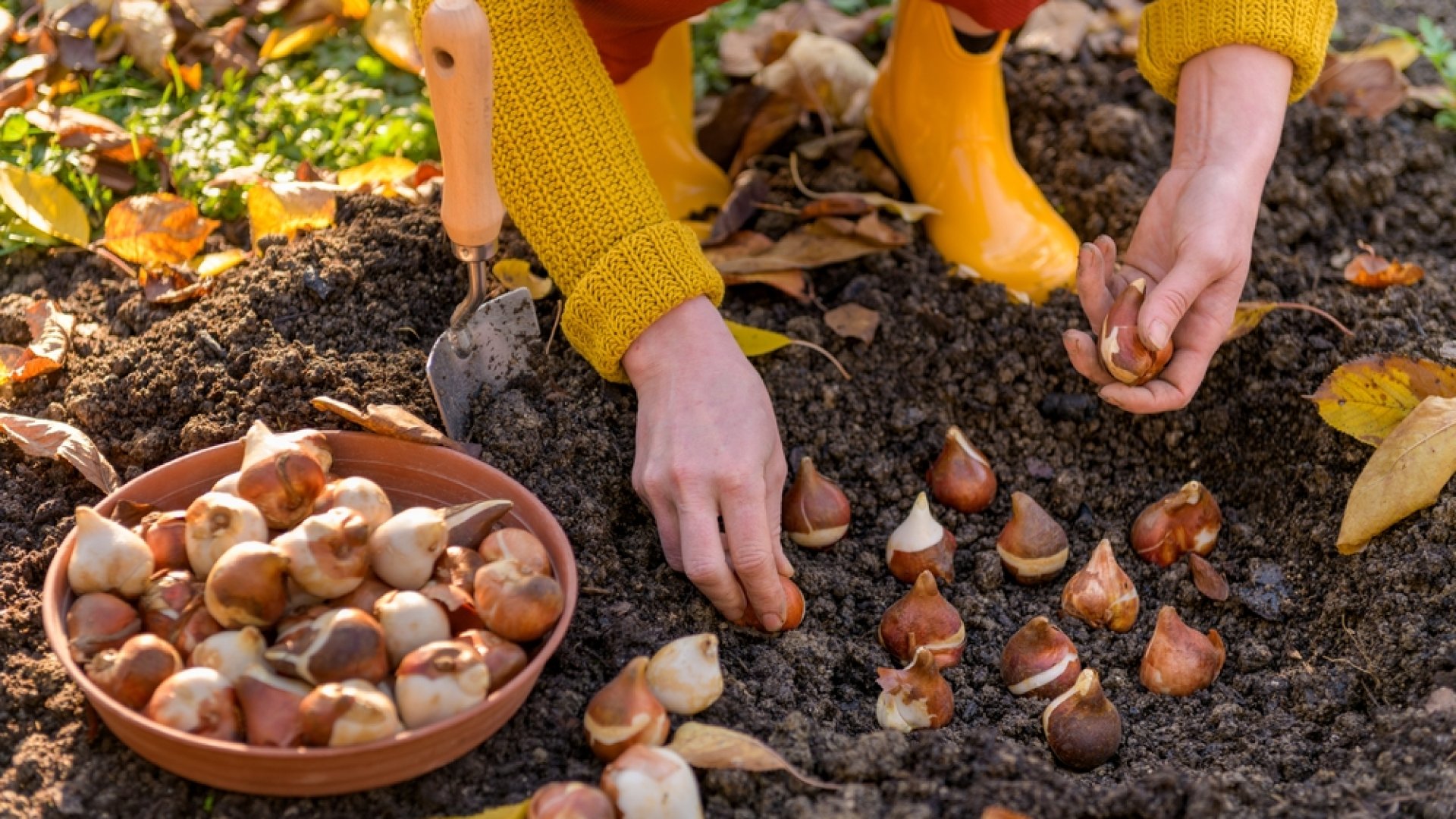 Őszi tulipánhagyma ültetés: Ezeket a tipikus hibákat sokan elkövetik Őszi tulipánhagyma ültetés: Ezeket a tipikus hibákat sokan elkövetik