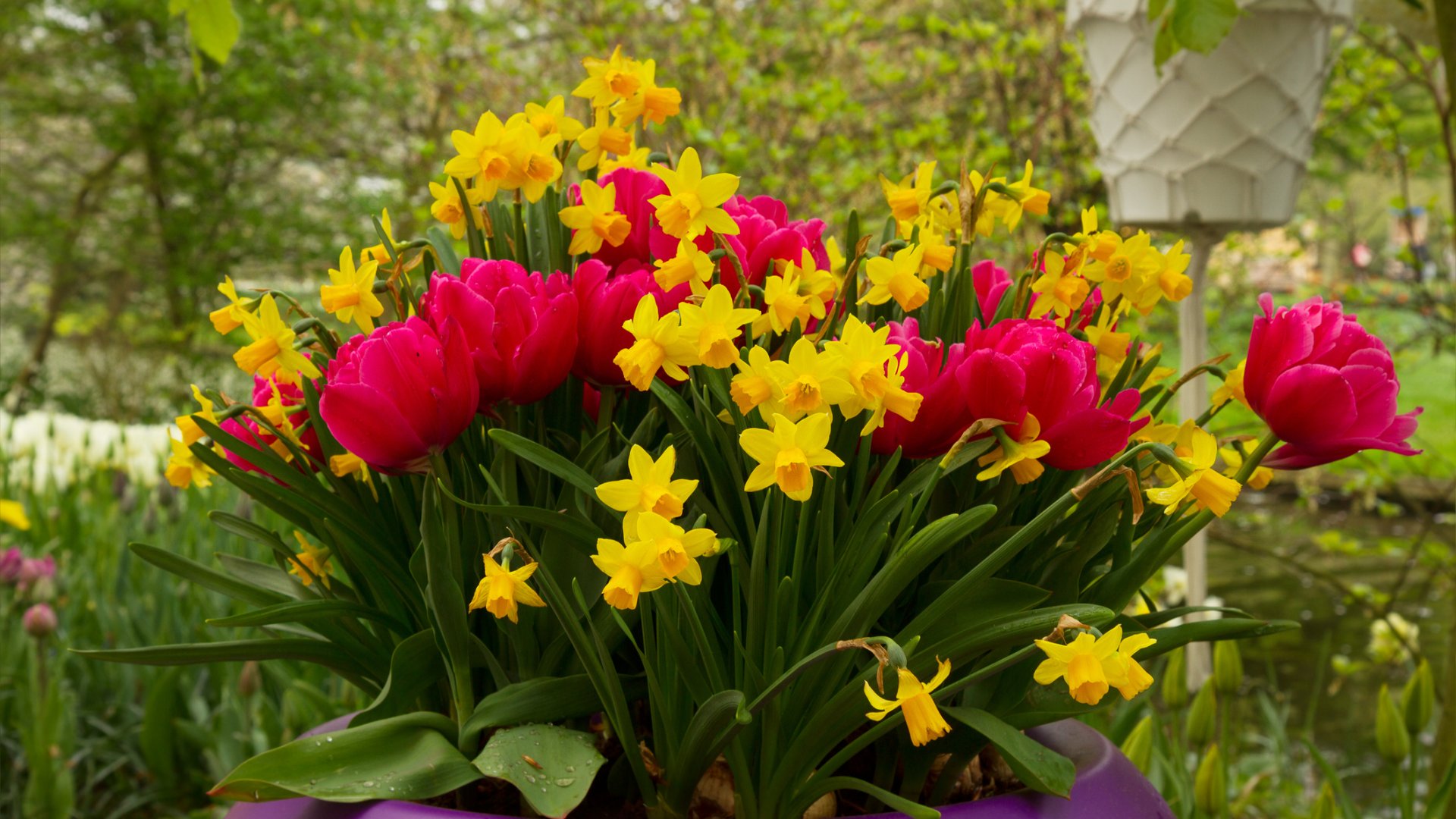 A tulipán kombinálása más virágokkal: alkoss izgalmas tavaszi kertet