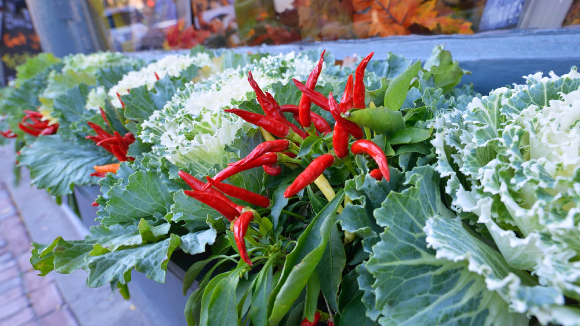 3 különleges zöldségféle, ami feldobja majd a balkonládádat ősszel