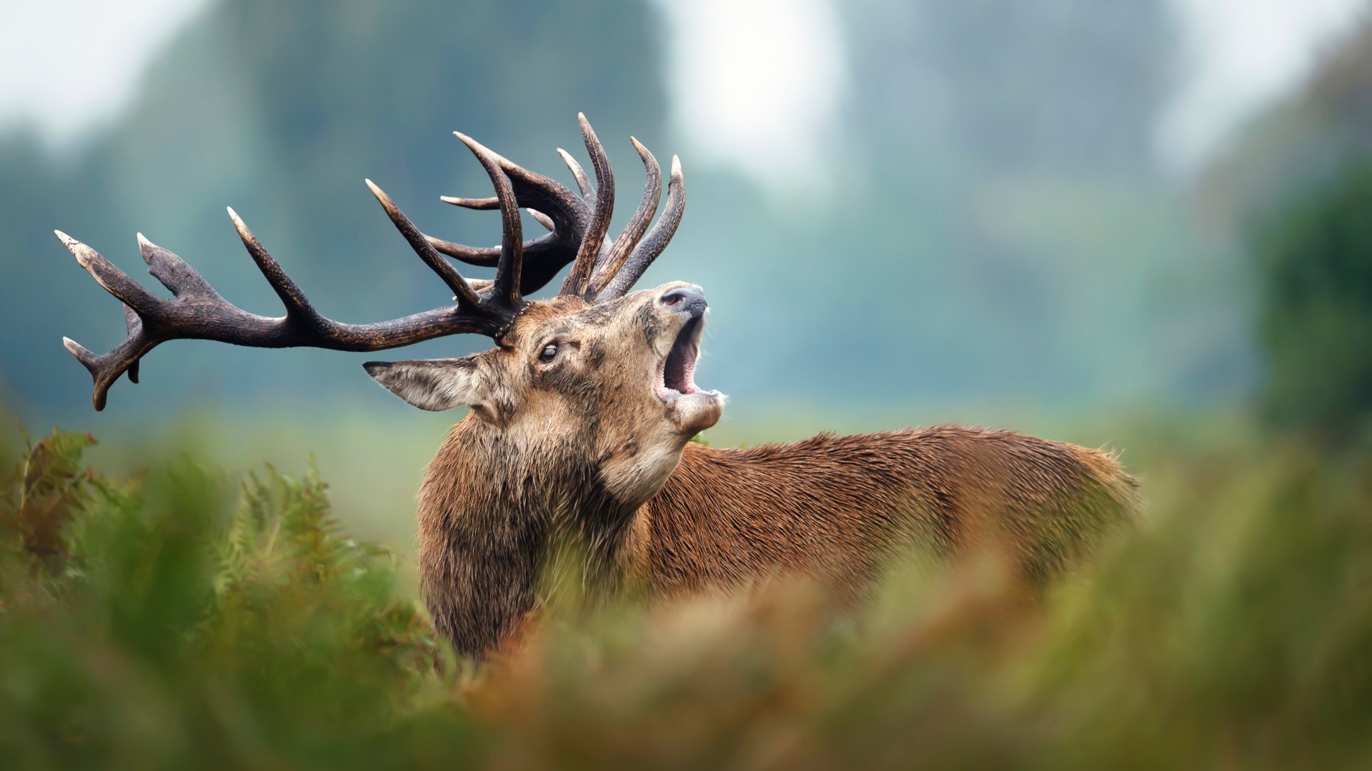 Sosem hallottál még szarvasbőgést? Mutatjuk a legjobb szarvasleső helyeket!