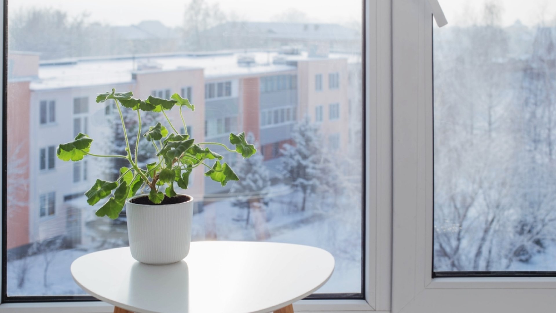 Hogyan gondoskodj az egzotikus növények teleltetéséről? - az előkészületeket most kell megkezdeni!