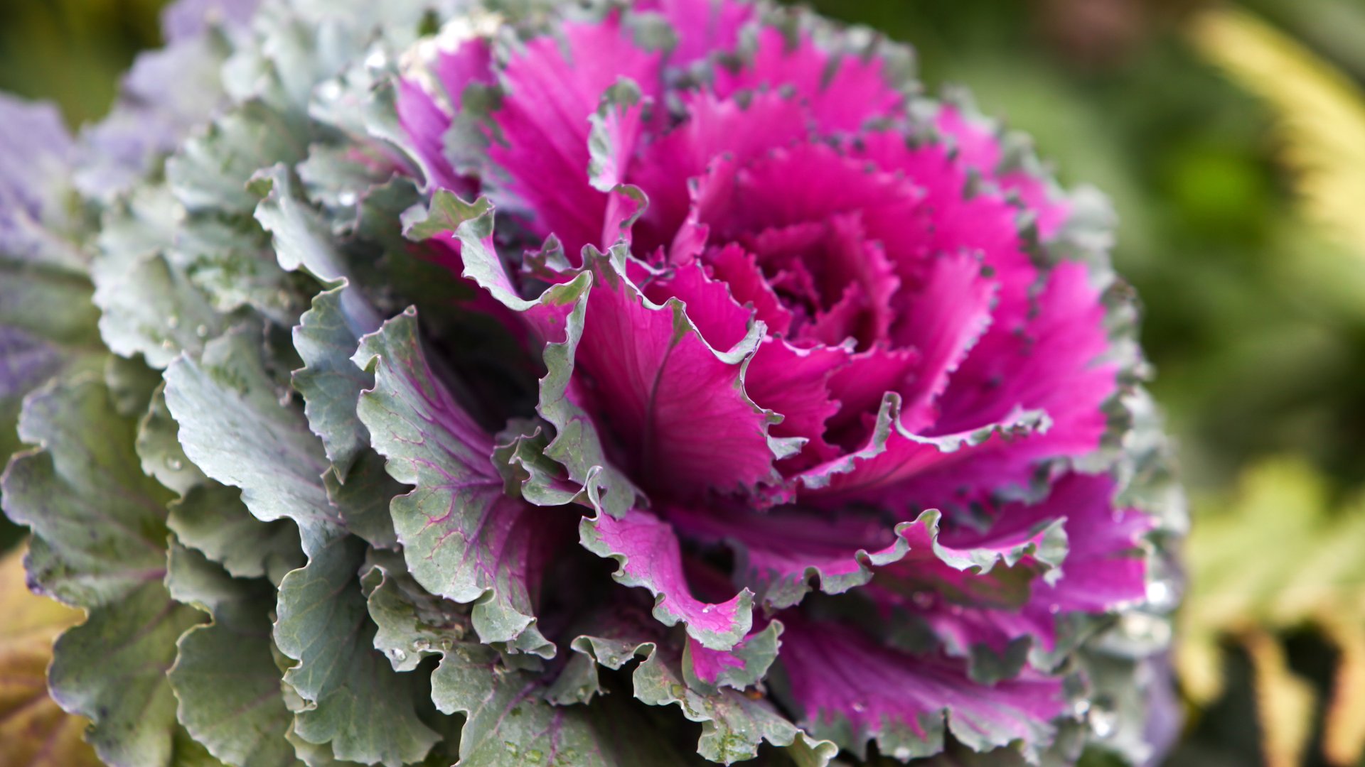 Hogyan termessz díszkáposztát, hogy a kerted színt kapjon a hidegebb hónapokban