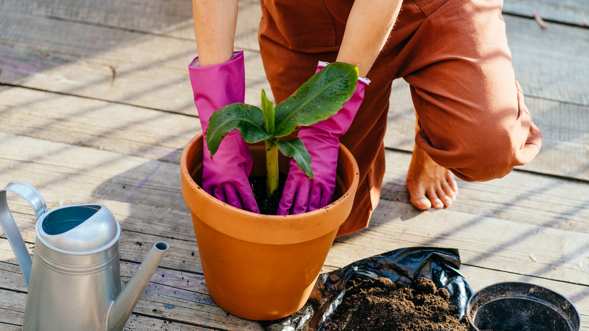 Így nevelhetsz hidegtűrő banánfákat egy trópusi kertben, még hűvösebb éghajlaton is Így nevelhetsz hidegtűrő banánfákat egy trópusi kertben, még hűvösebb éghajlaton is
