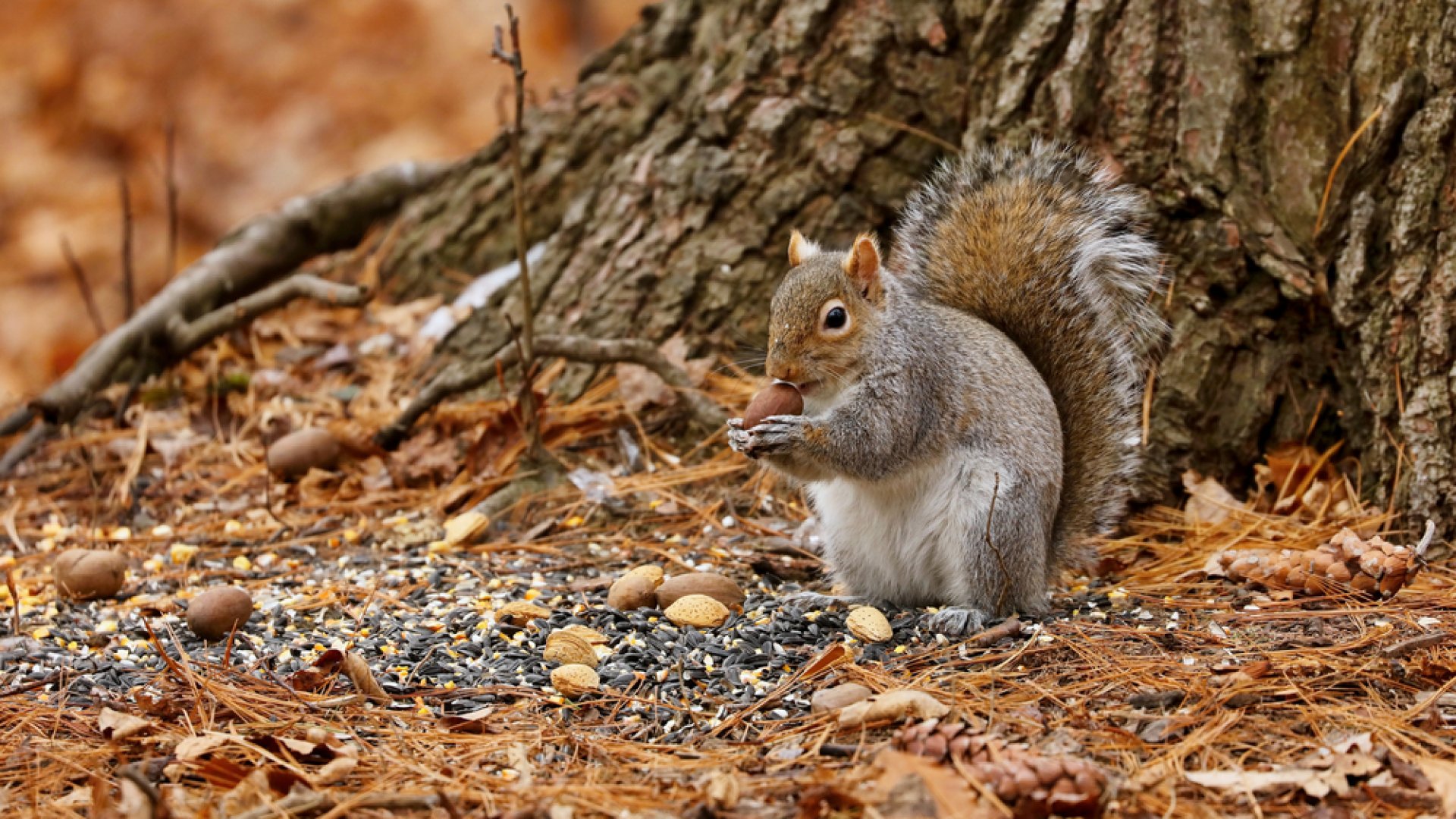 Budapest legaranyosabb mókusparkja: ingyenes őszi programötlet
