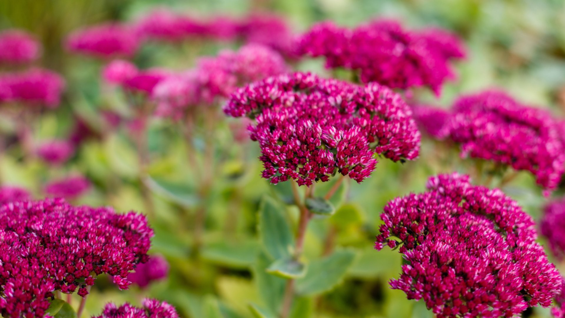Az őszi kertek tündöklő sztárja: ismerd meg a pompás varjúhájat!