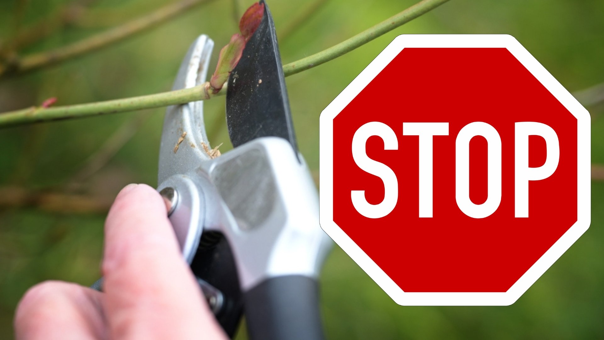 Ezt a két növény sose ősszel metszd meg, mutatom miért!