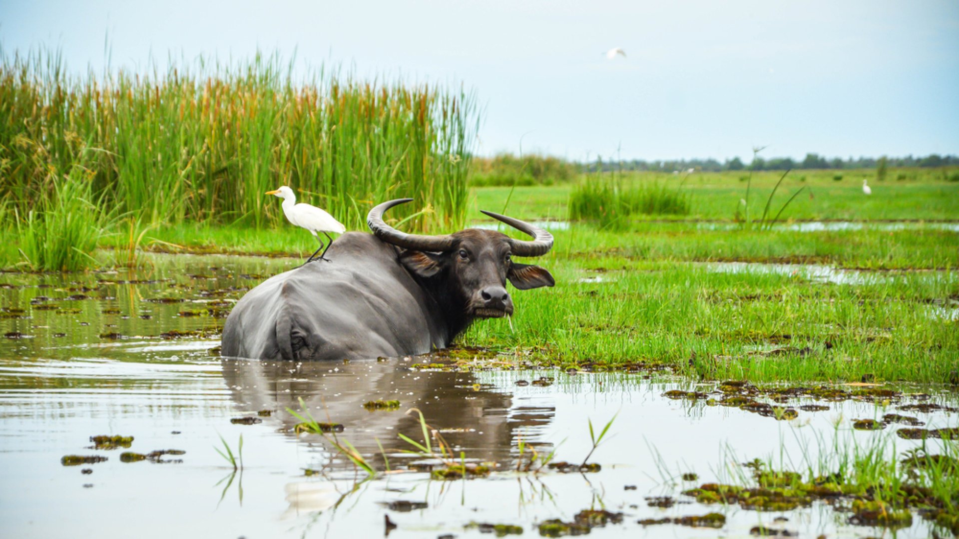 Természetes élőhelyükben csodálhatod meg a bivalyokat - Kápolnapusztai Bivalyrezervátum
