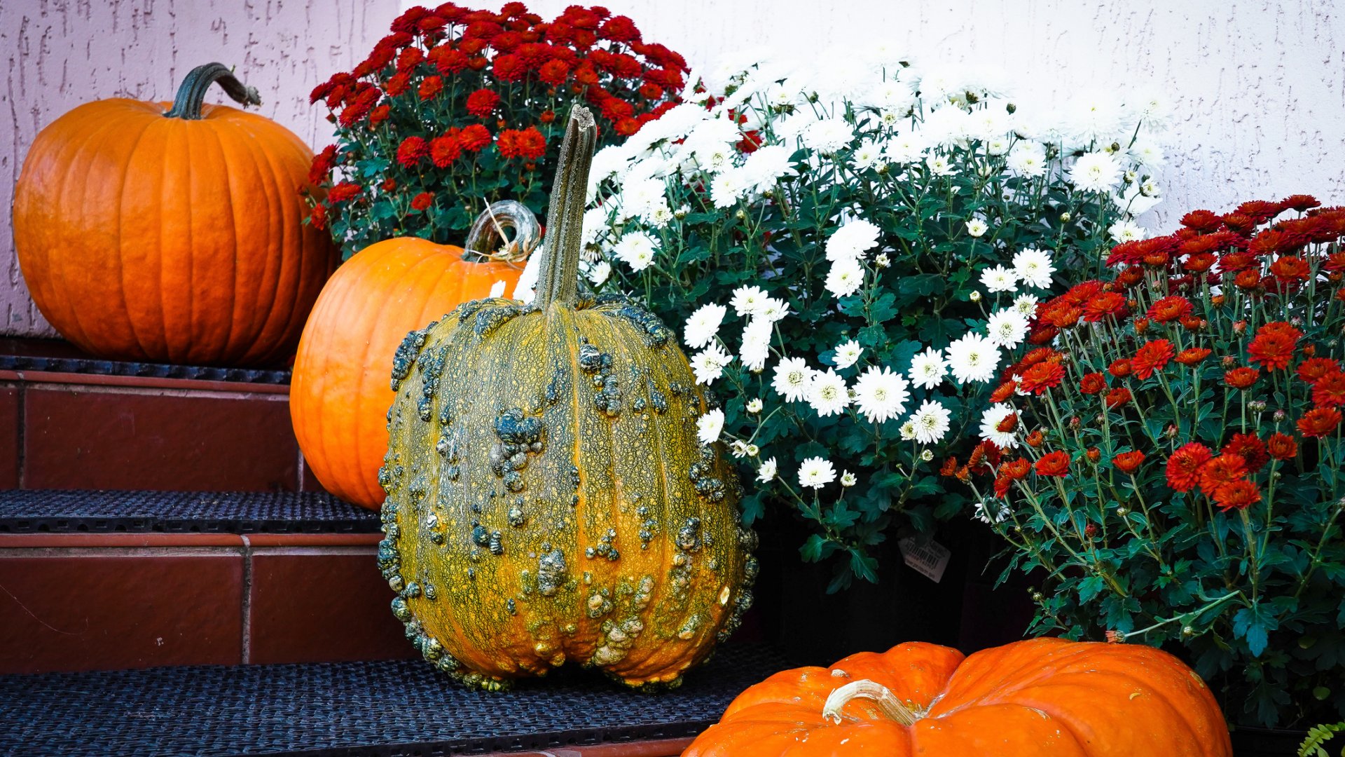 5 lenyűgöző őszi virág a veranda és terasz tökéletes dekorációjához