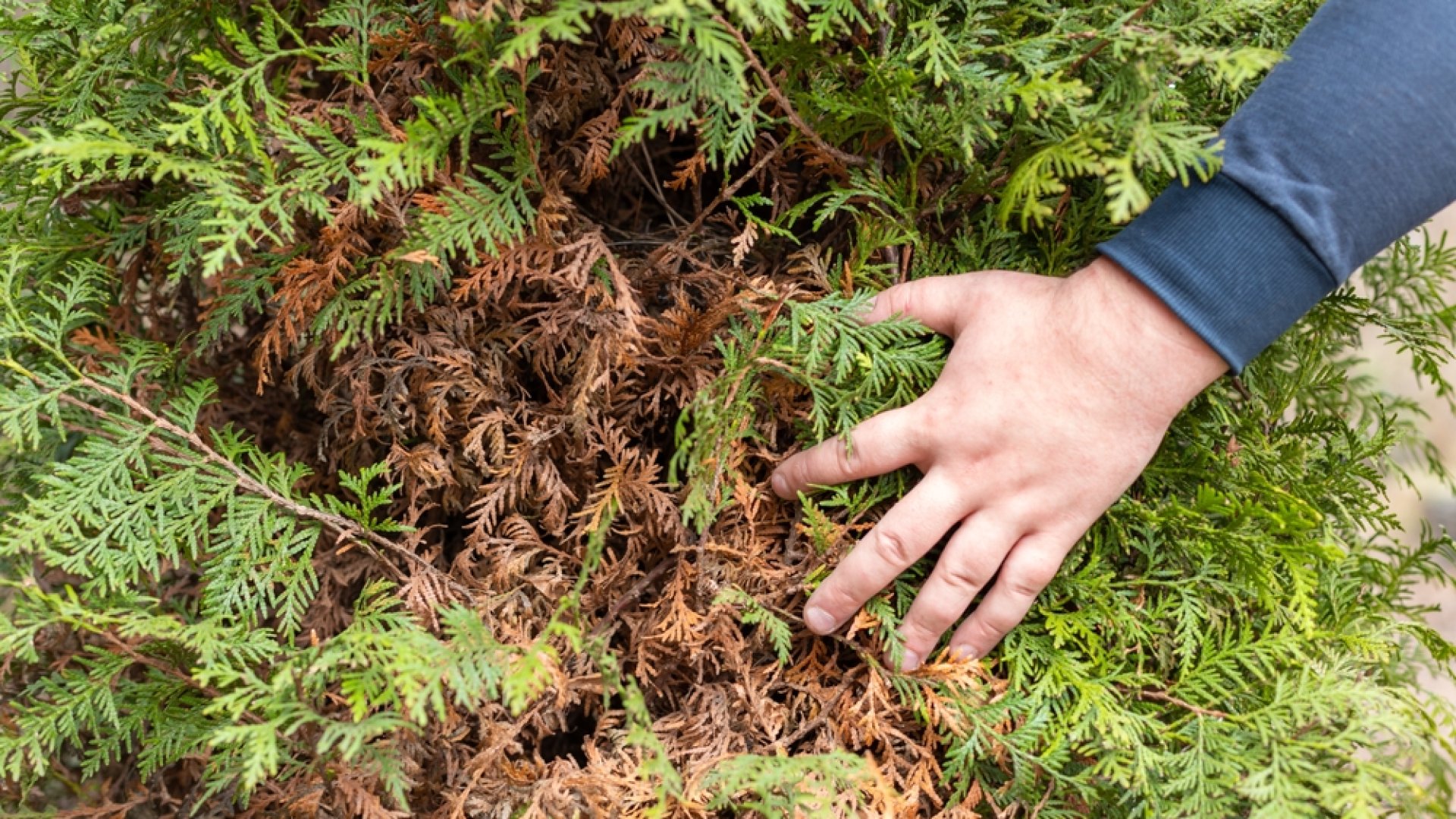 A tuja őszi ápolása: Ezek a lépések elengedhetetlenek a szép tujához