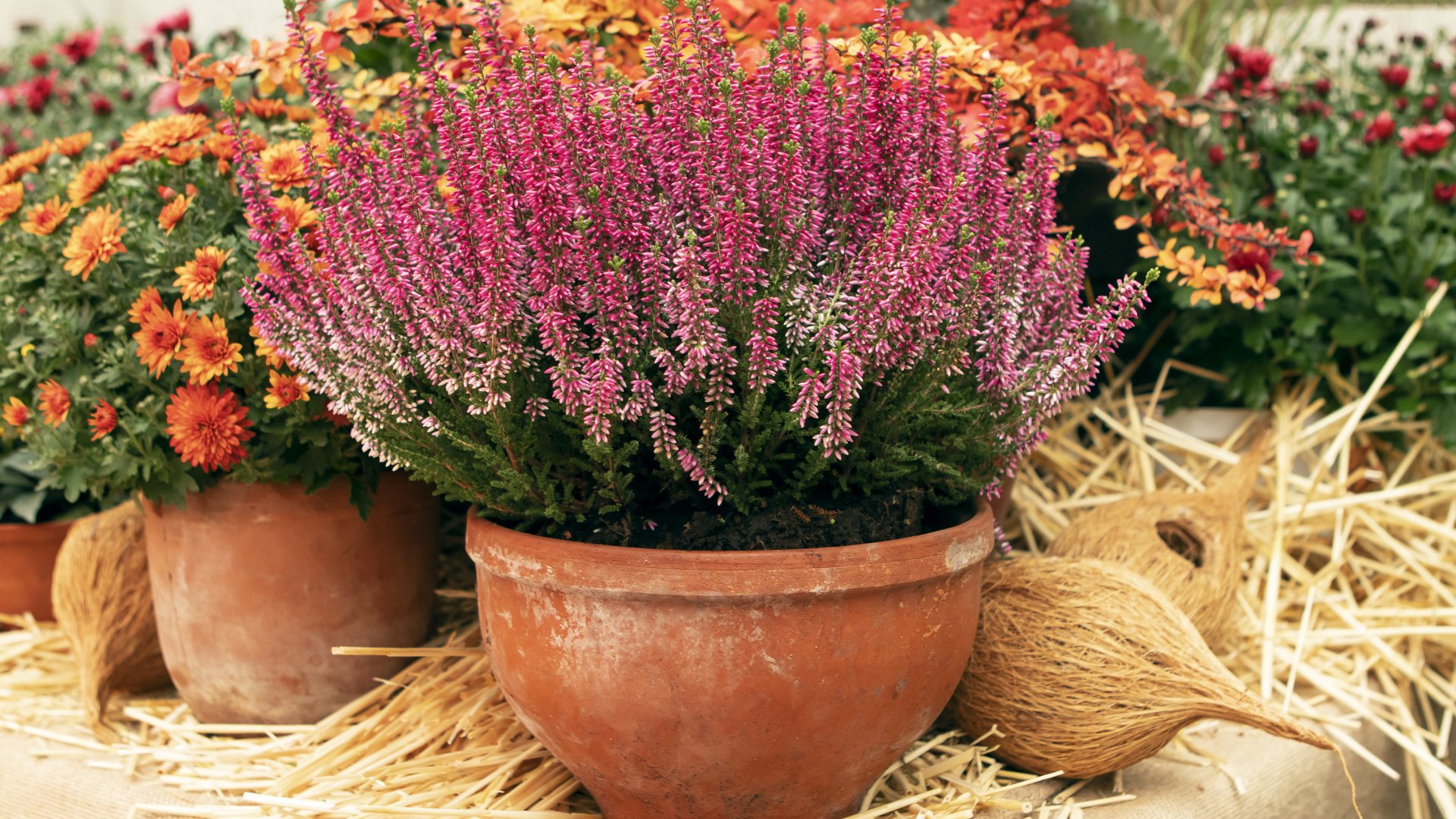 Ezek a legkedveltebb őszi dísznövények: most ültesd el őket
