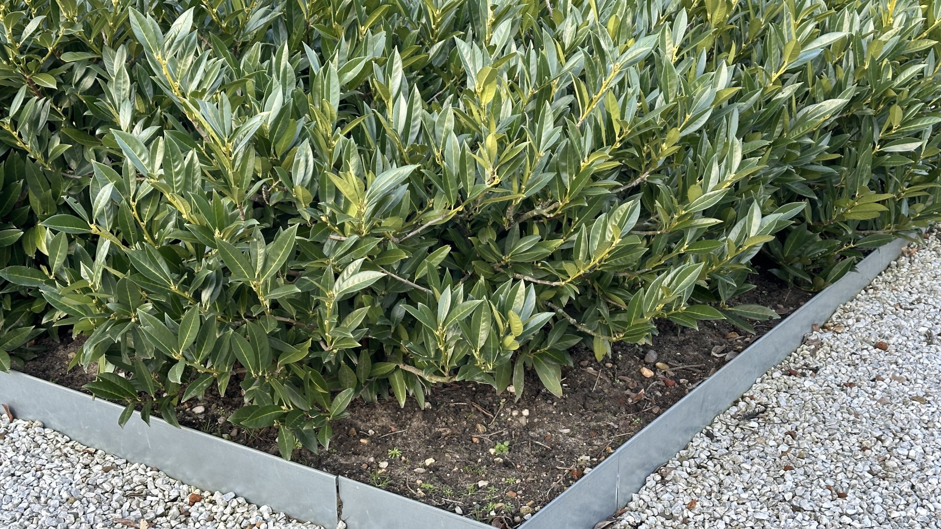 A máshol tiltólistás babérmeggy itthon csodaszép kerítésnövény lehet