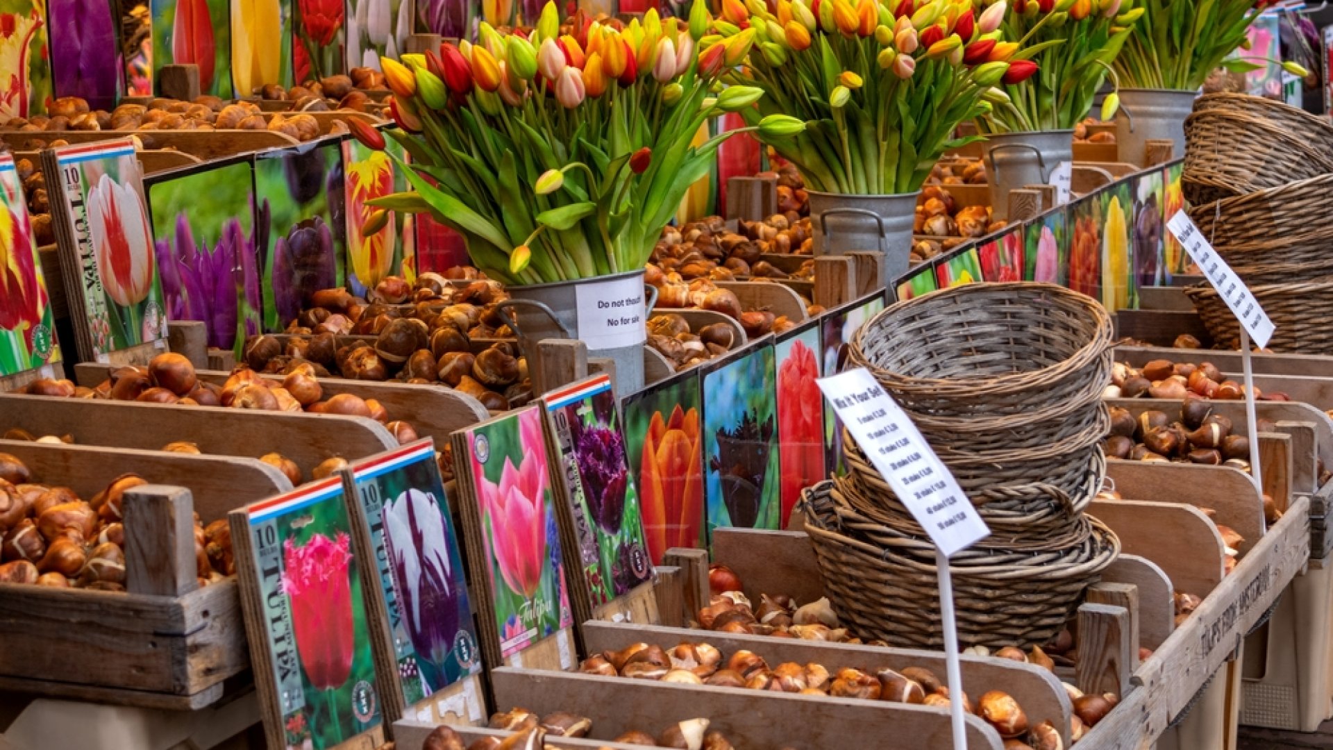 Őszi tulipánhagyma vásár: Szerezd be most a tavasz legszebb virágait