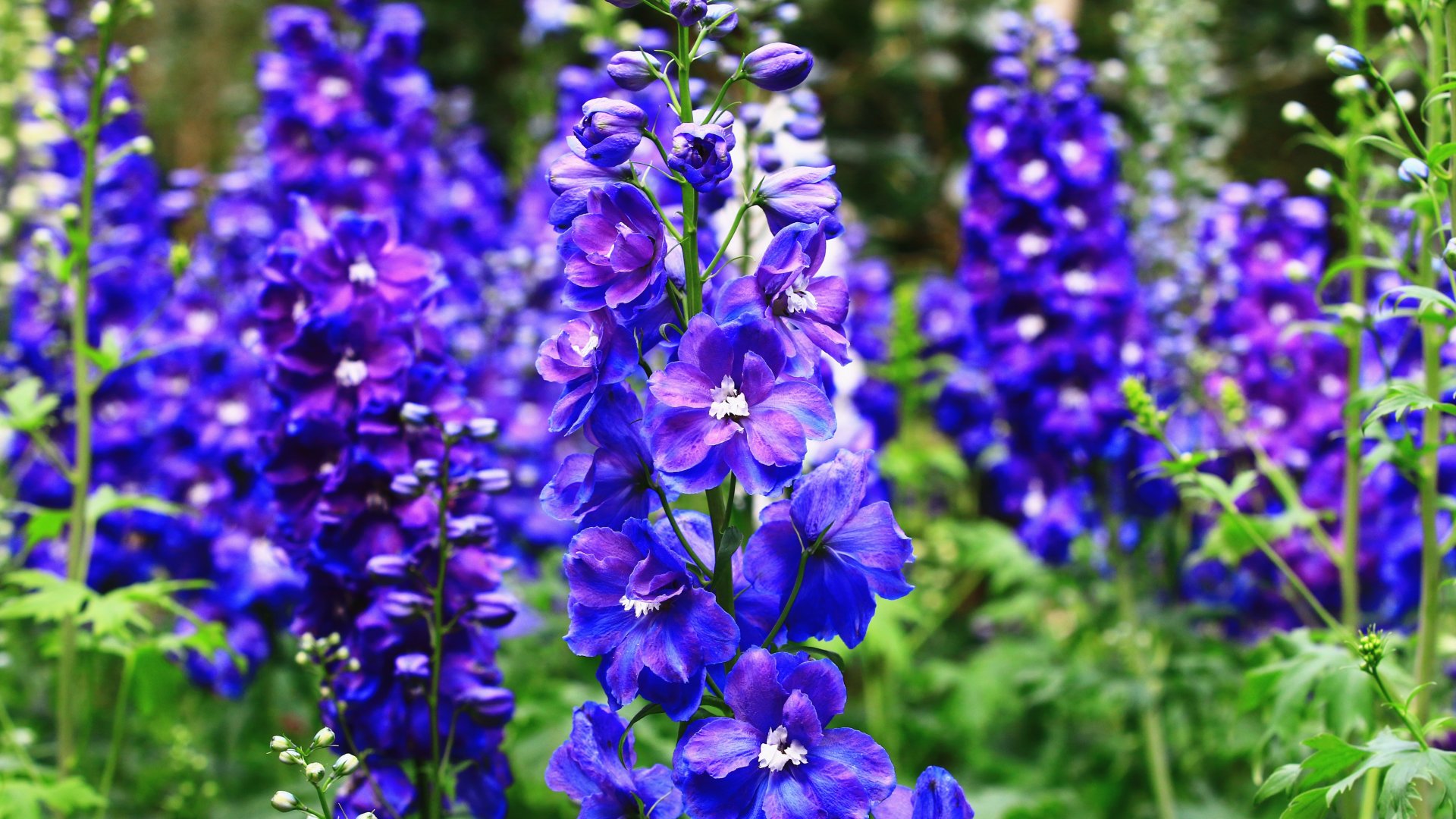Minden, amit tudni kell az Évelő Szarkaláb (Delphinium sp.) gondozásáról