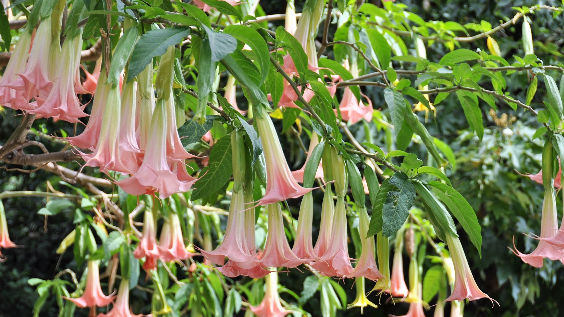 Az Angyaltrombita gondozásának titkai - Így lesz jövőre hatalmas bokrod!
