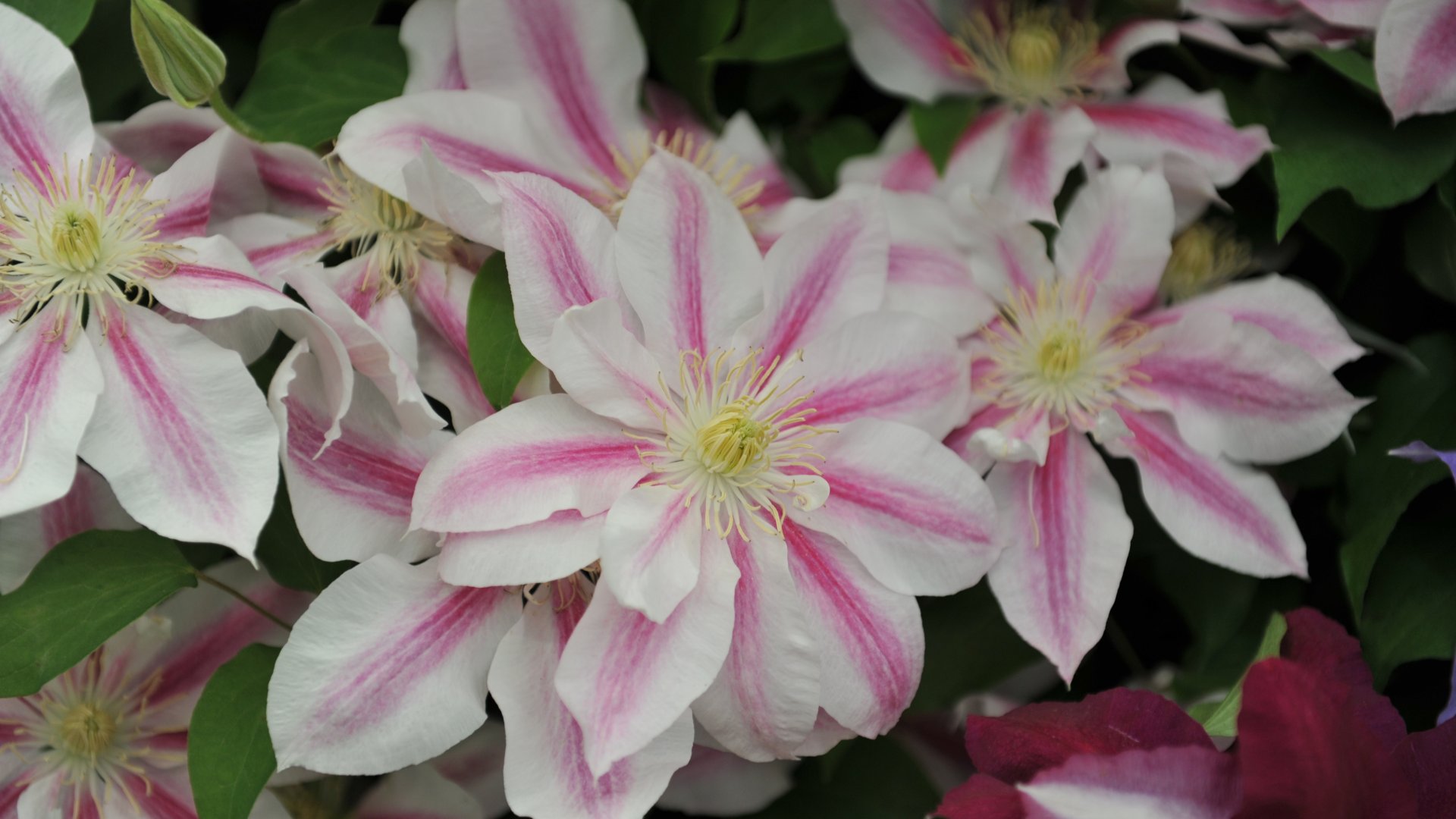 Clematis Andromeda öntözése és a növény táplálása