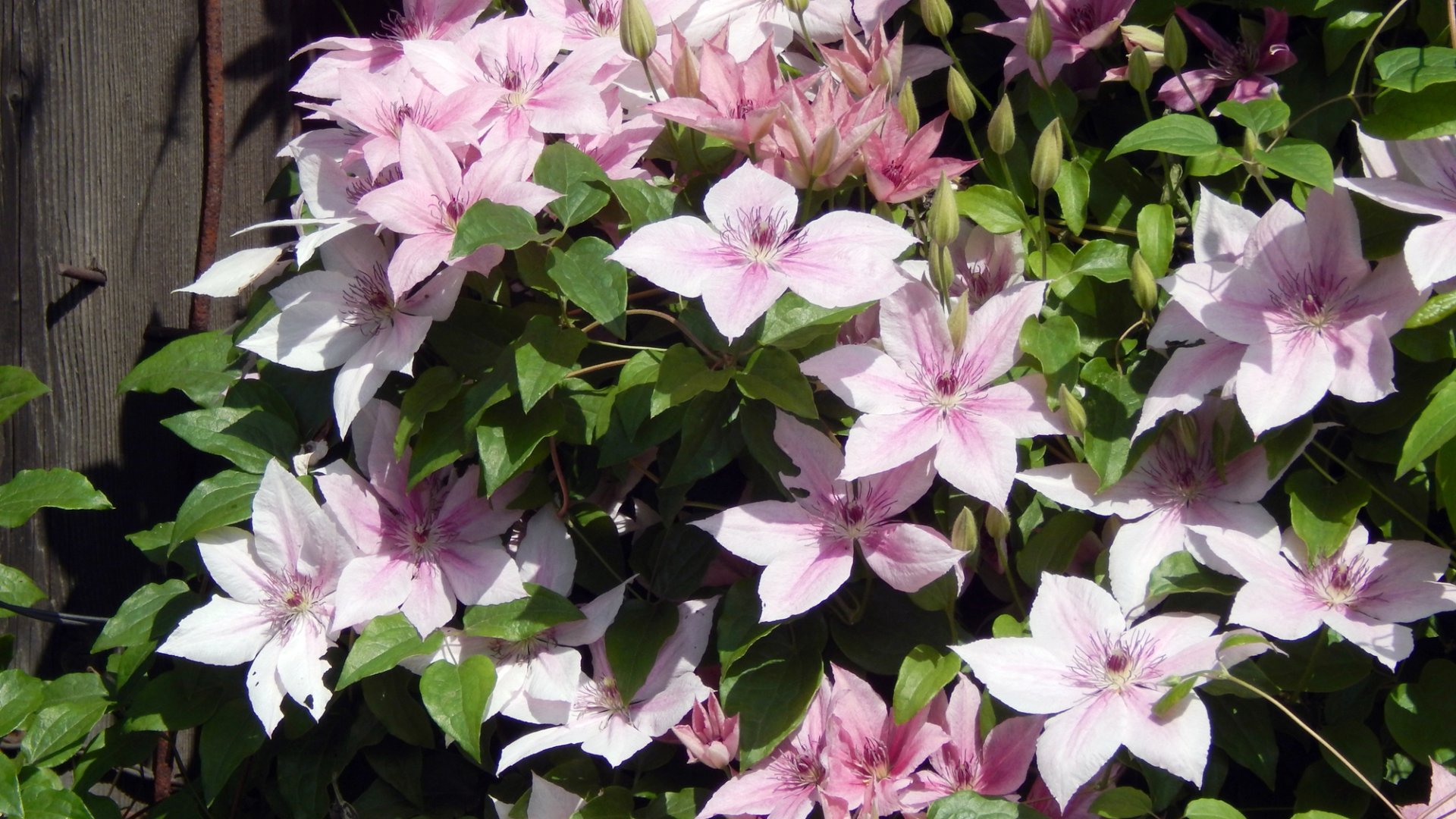 Andromeda klemátisz varázsa: így gondozd ezt a kétszer virágzó csodát