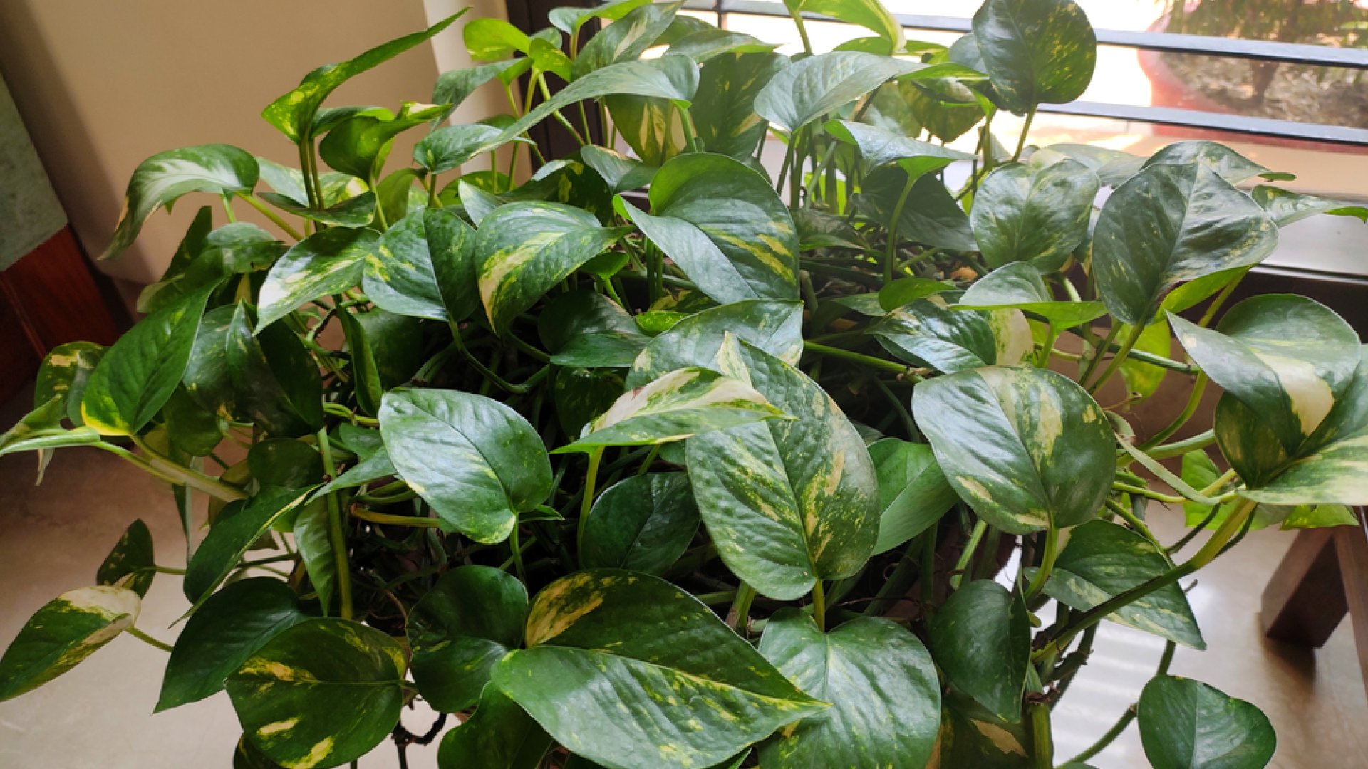 5 elpusztíthatatlan szobanövény, amit tényleg kiirthatatlan