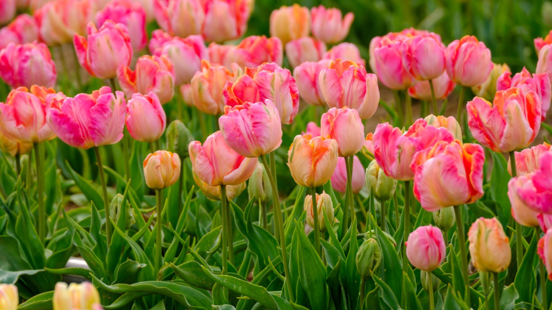 5 különleges tulipánhagyma, amit mos, ősszel kell elültetned