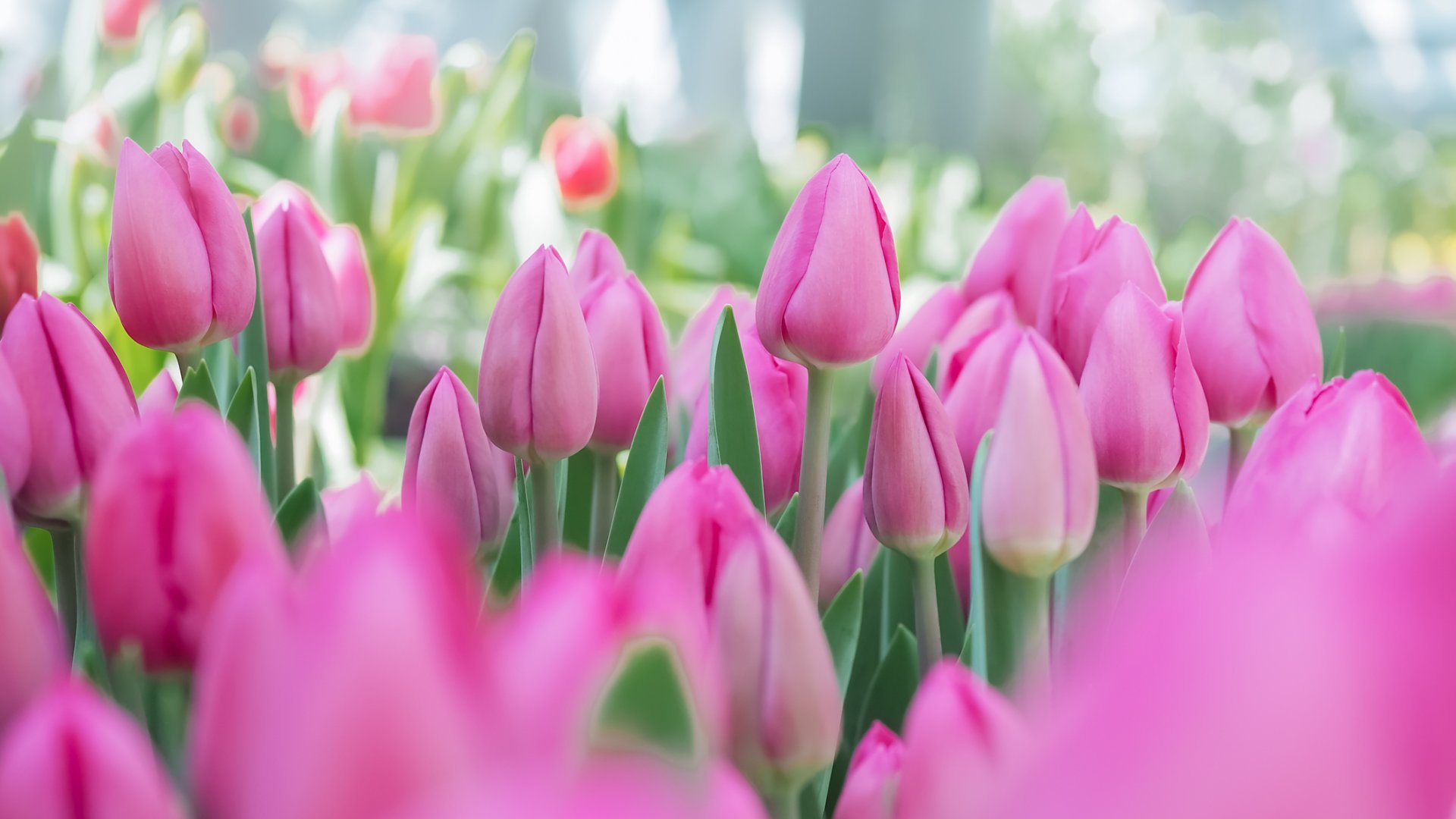 Így ültess tulipánt ősszel: próbáld ki a tulipán lasagne receptjét is