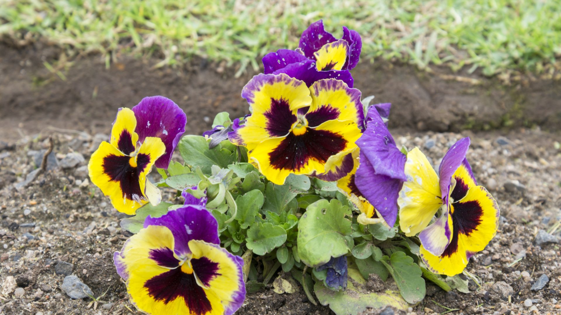 Az ősz legkedveltebb virága: Az árvácska helyes gondozása