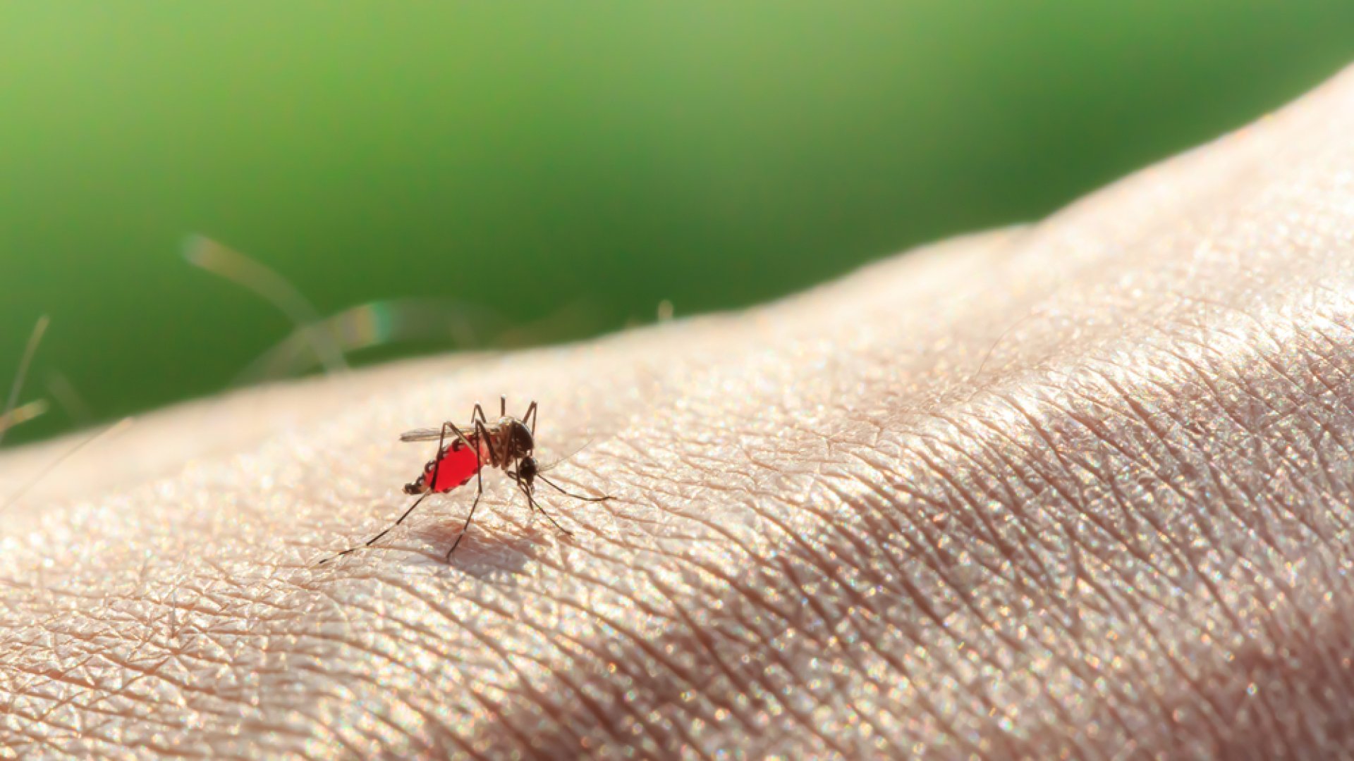 Már többen megbetegedtek– Hogyan védekezz a tigrisszúnyogok ellen? Már többen megbetegedtek– Hogyan védekezz a tigrisszúnyogok ellen?