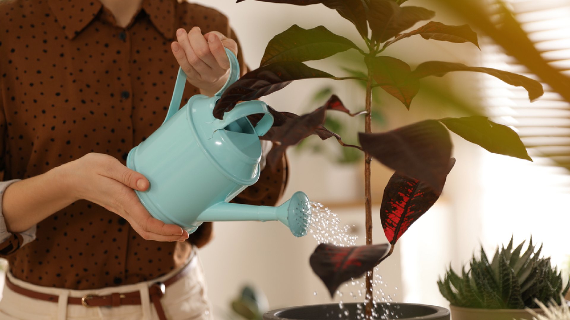 Szeptemberben kezdd el a szobanövényeket kevesebbszer öntözni