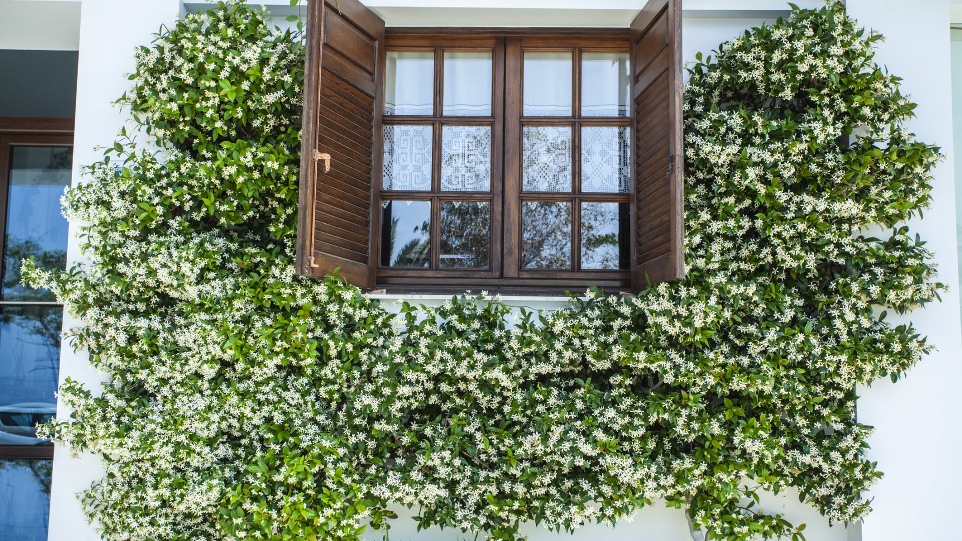 10 gyönyörű kúszónövény, amellyel feldobhatod a ház elülső falát