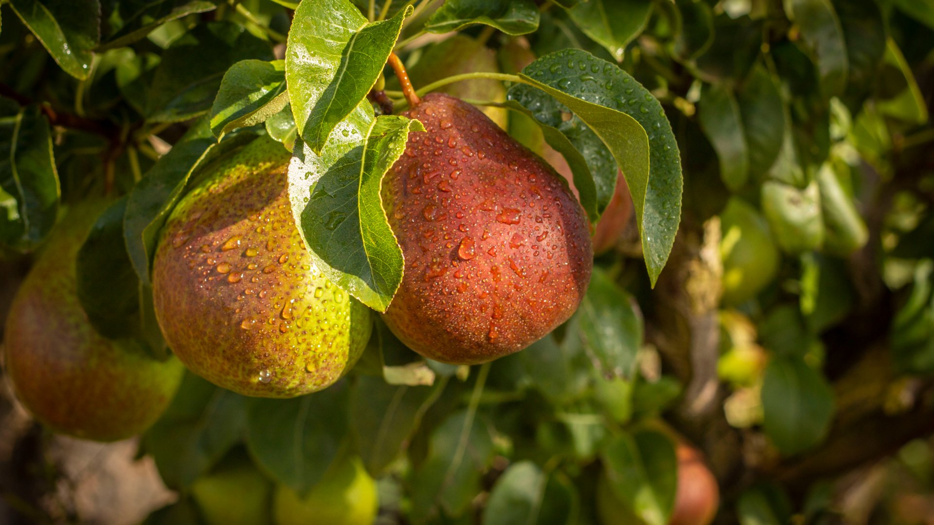 Mikor kell a körtét betakarítani – Ne az érettség jeleit keresd! Mikor kell a körtét betakarítani – Ne az érettség jeleit keresd!