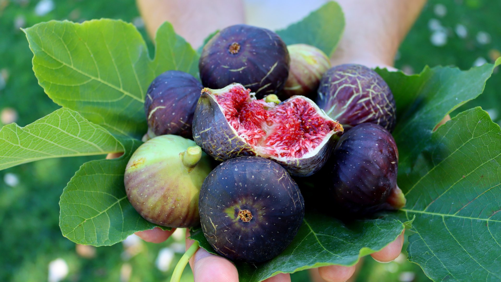 6 Fügetermesztési hiba, amelyet el kell kerülni az édes és puha gyümölcs tökéletességéért 6 Fügetermesztési hiba, amelyet el kell kerülni az édes és puha gyümölcs tökéletességéért