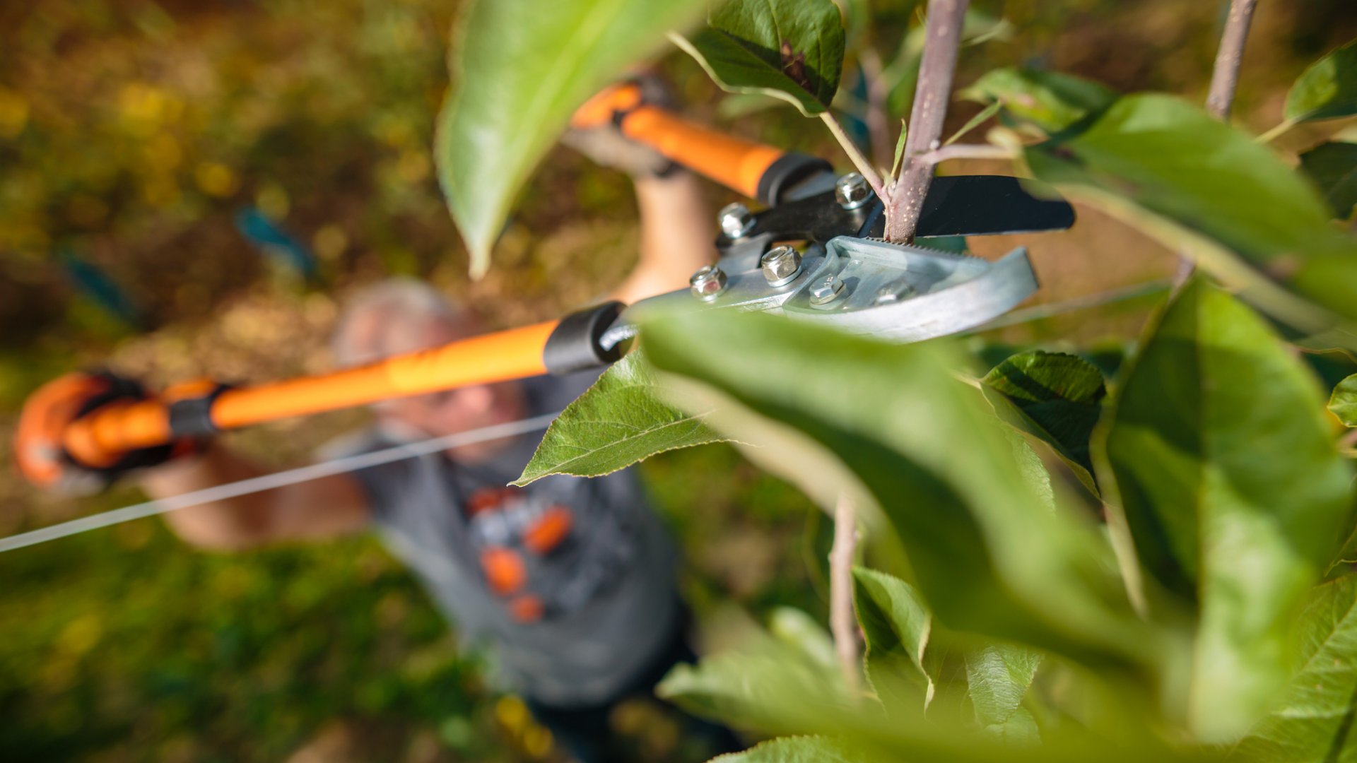 fametszés gyümölcsfáknál