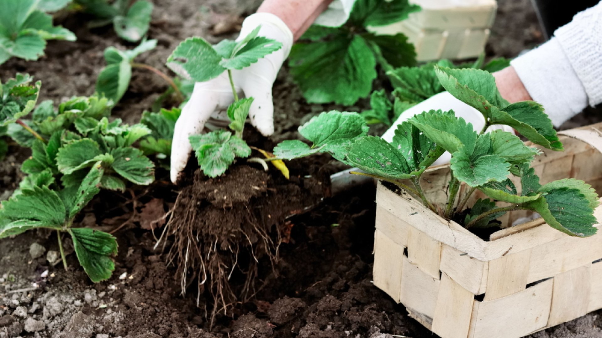Kövesd ezeket a tanácsokat a szeptemberi szamóca ültetéshez Kövesd ezeket a tanácsokat a szeptemberi szamóca ültetéshez
