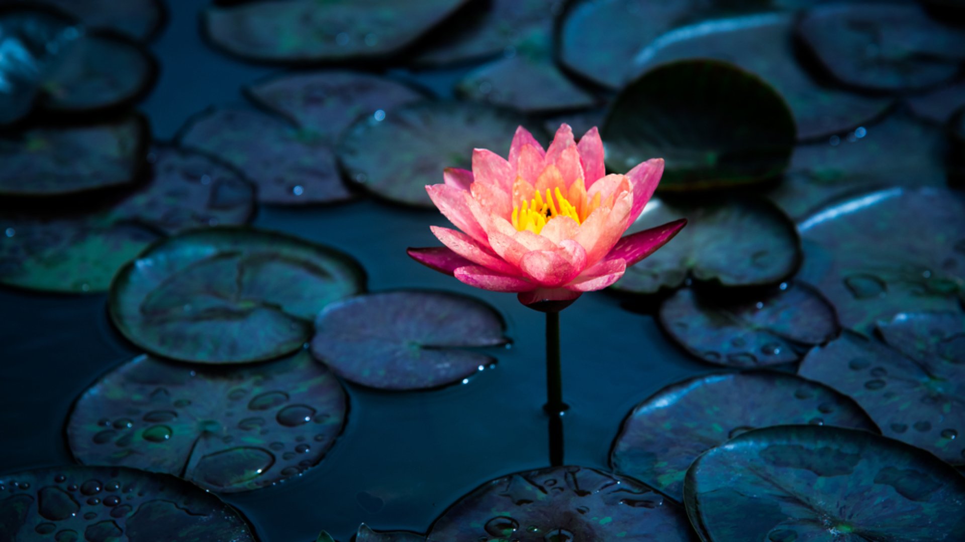 Fókuszban a lótusz - Tematikus napot tart a vácrátóti botanikus kert szombaton