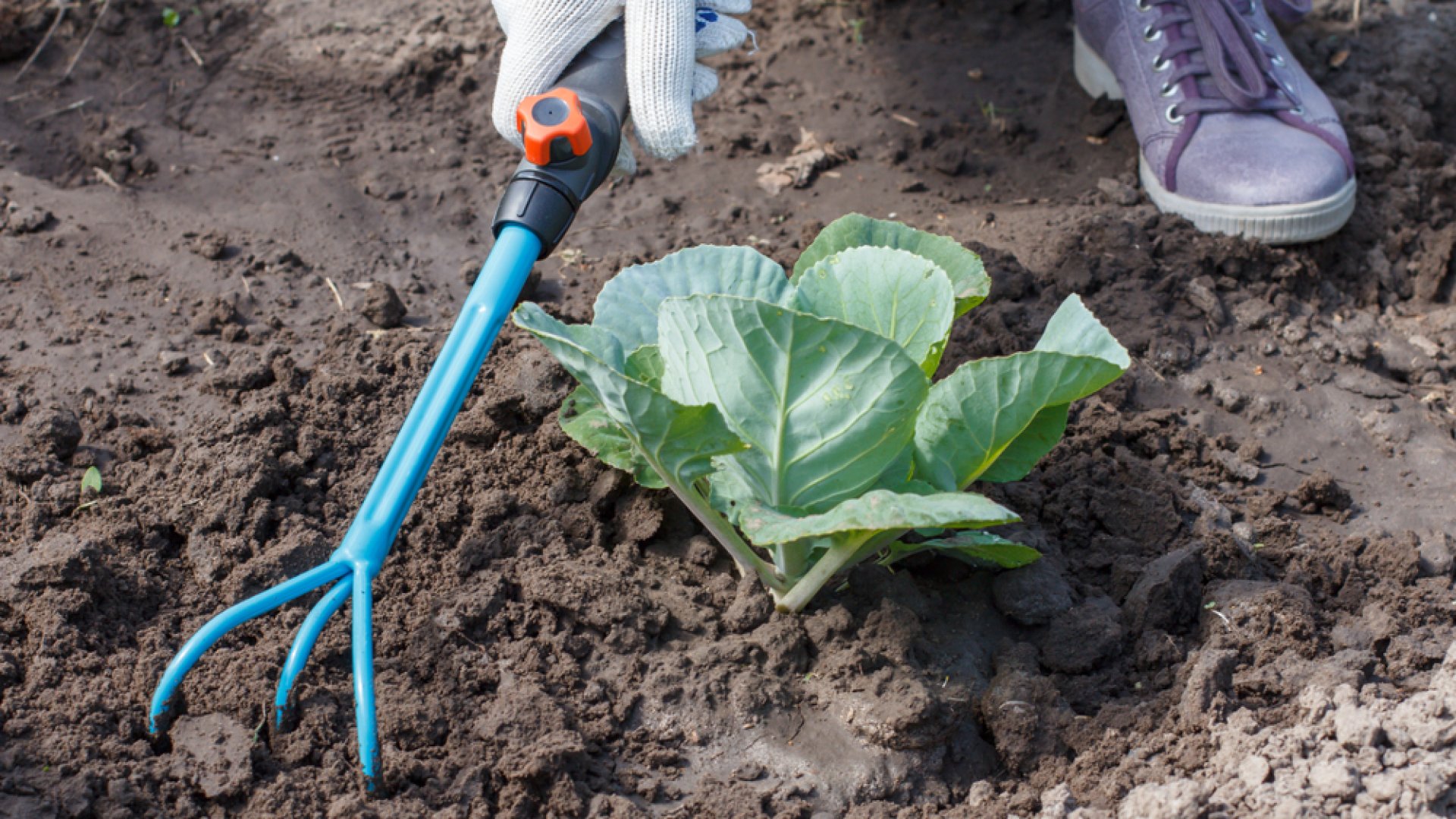Augusztusi talajlazítás: ezért lazítsd fel a kerted talajának felső rétegét!