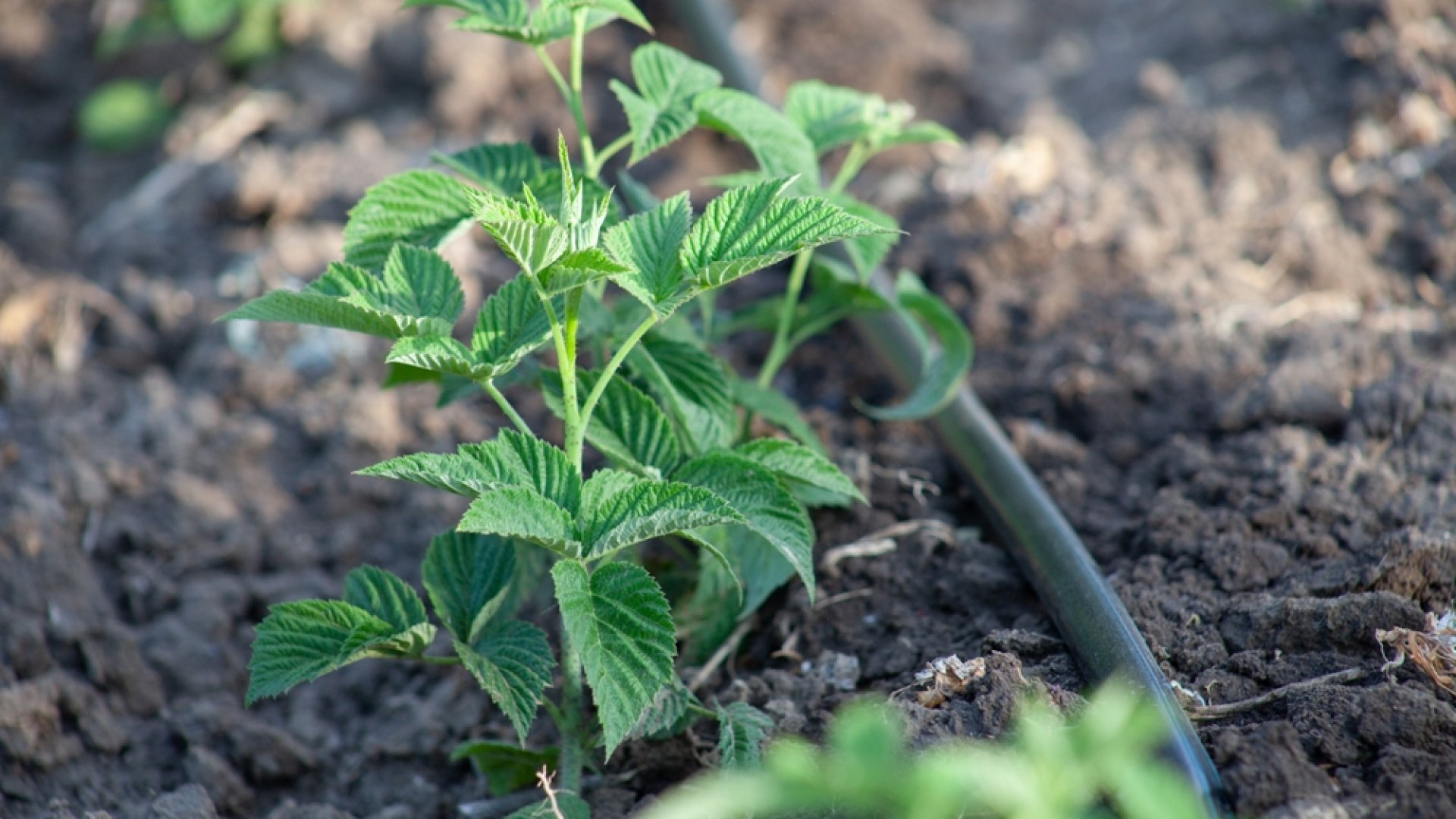 Még nem késtél el: ültess málna palántákat augusztusban! Még nem késtél el: ültess málna palántákat augusztusban!