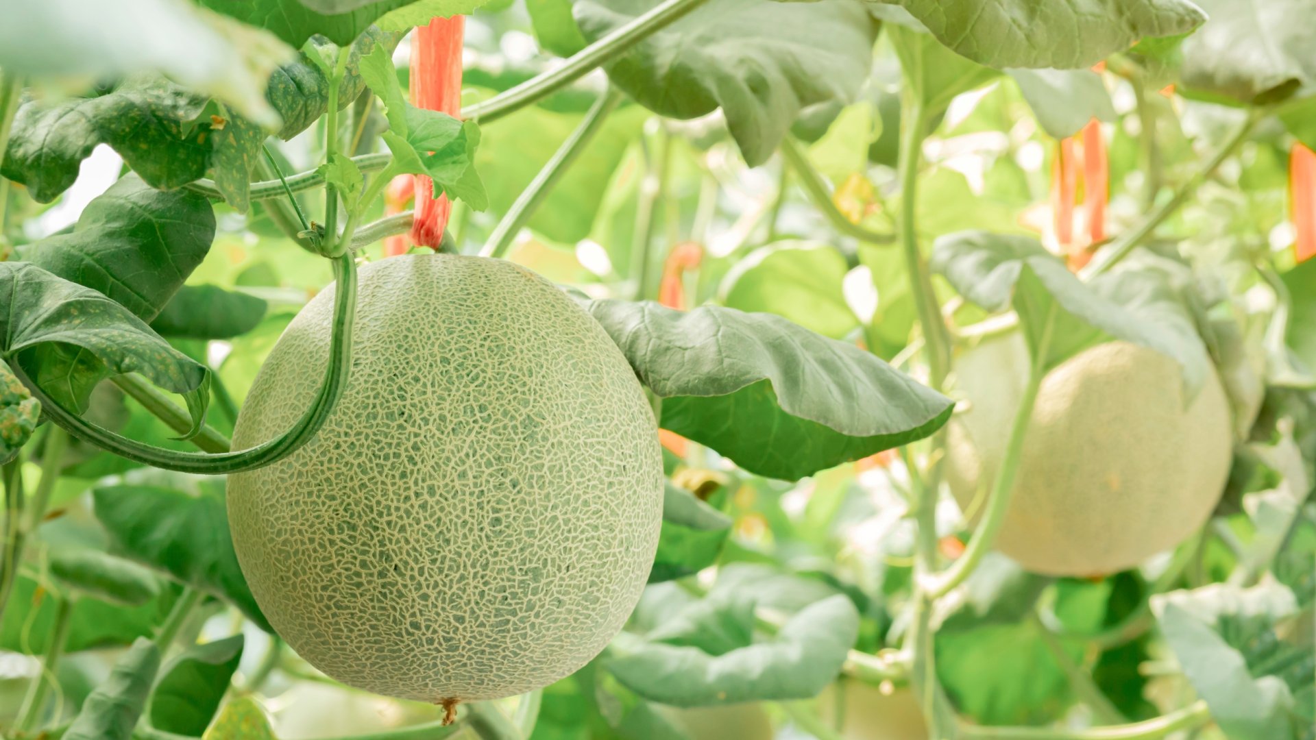 Legfinomabb dinnye fajták, amiket a kertedben is termeszthetsz Legfinomabb dinnye fajták, amiket a kertedben is termeszthetsz