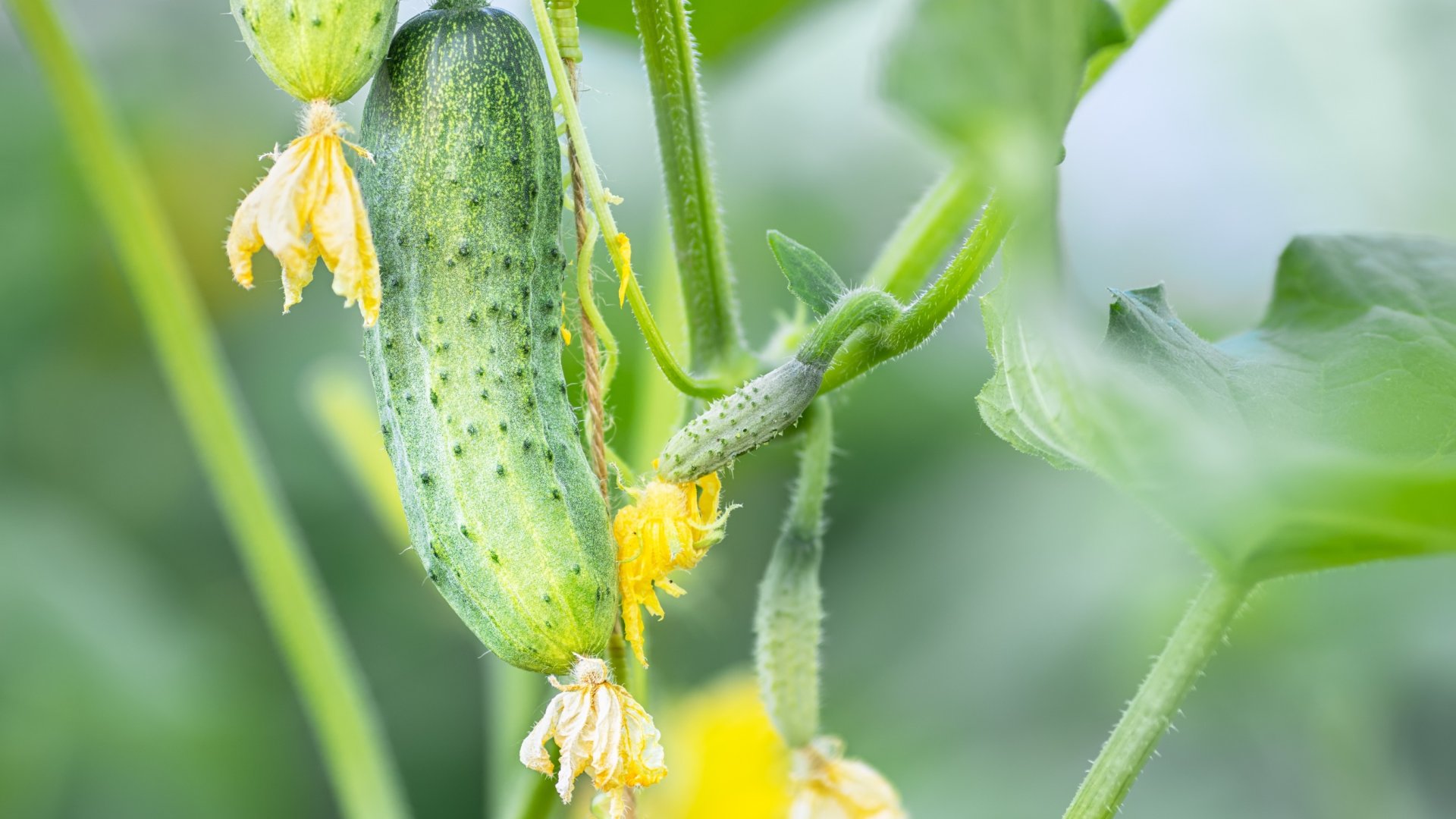 Miért Sárgul Be Az Uborkám? - Az Uborka Termesztés Hibái Miért Sárgul Be Az Uborkám? - Az Uborka Termesztés Hibái