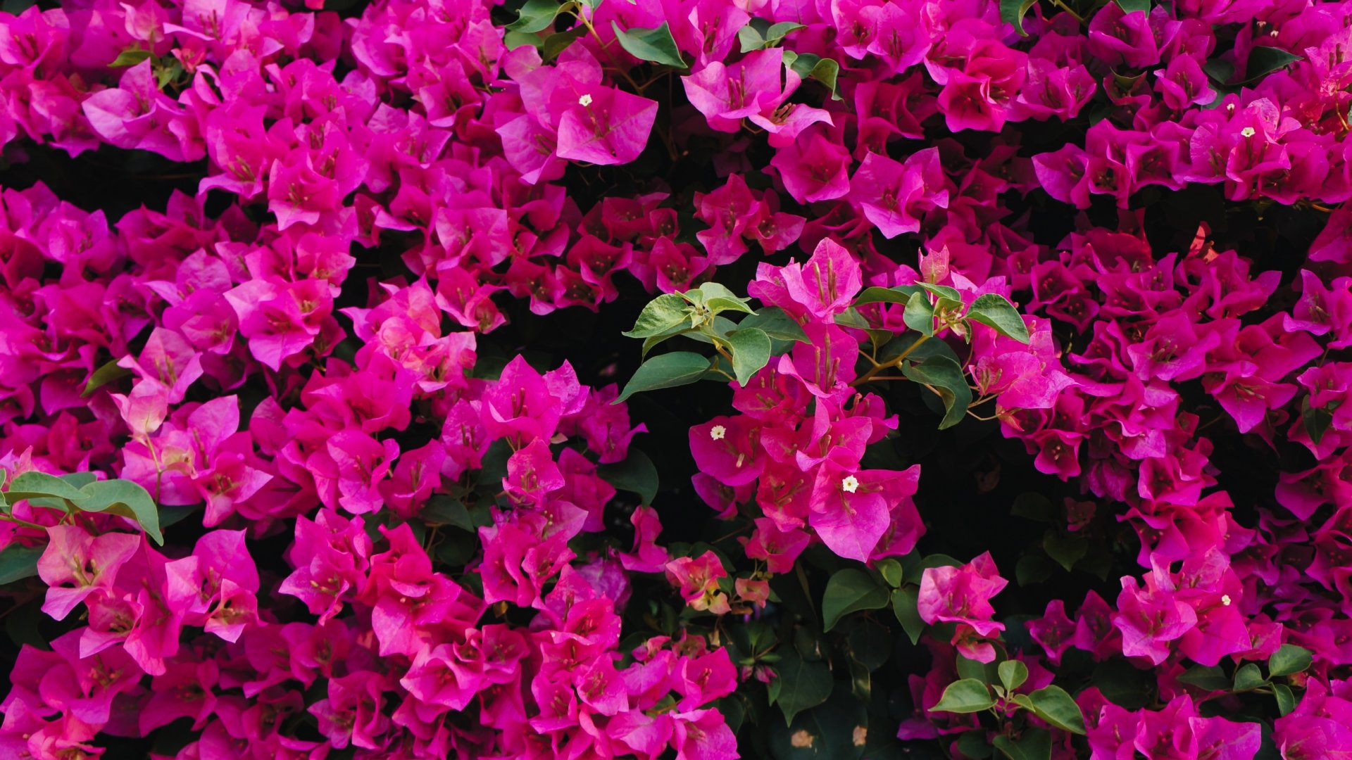 bougainvillea