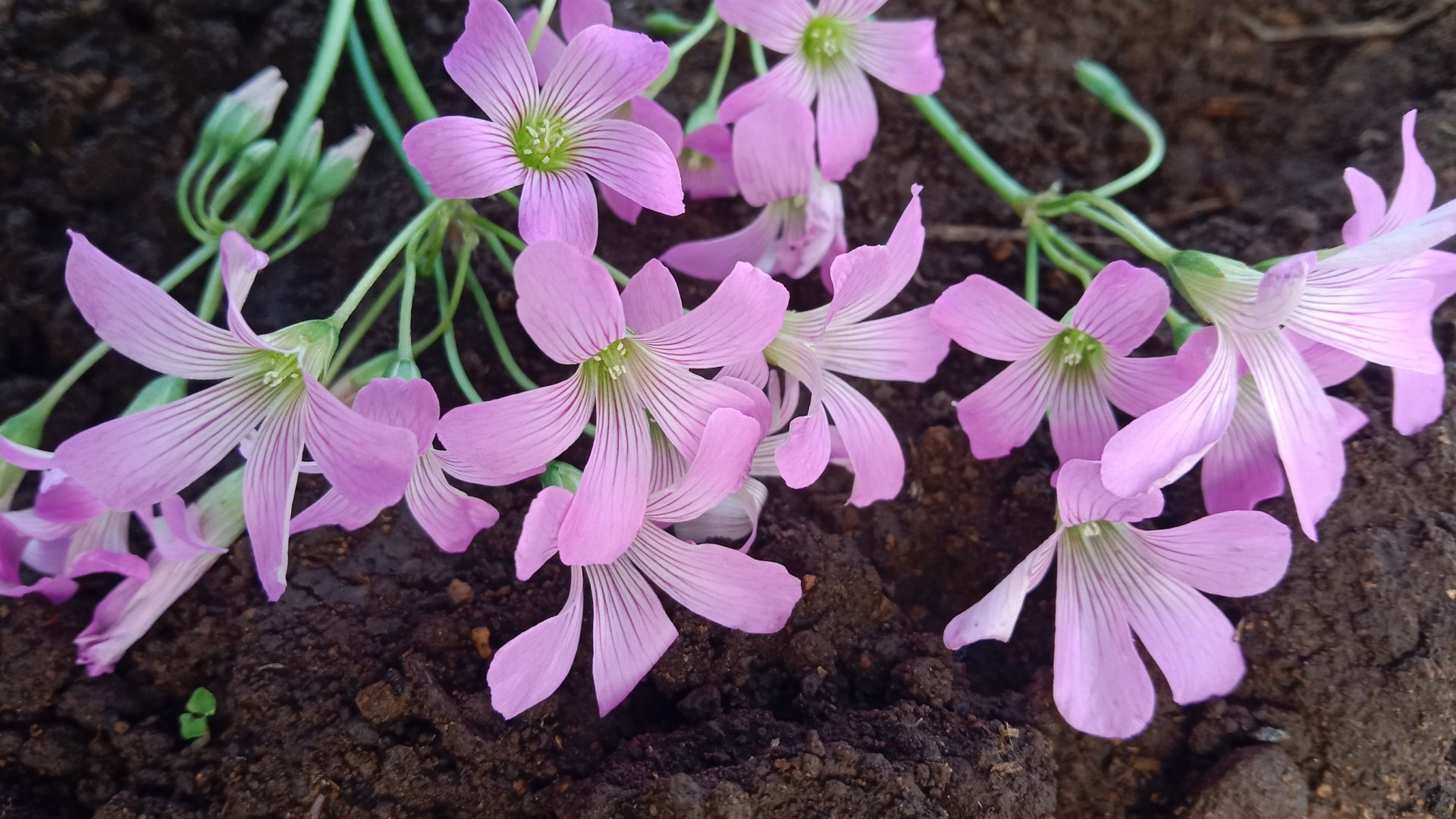 Madársóska (Oxalis) Gondozása, Szaporítása