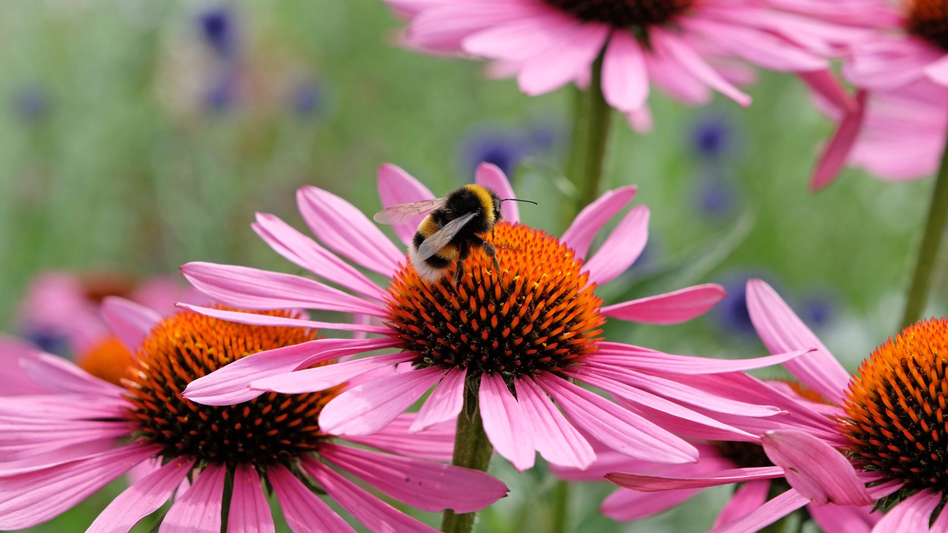 Fedezzük fel a gyönyörű kasvirág, az Echinacea ültetésének titkait!