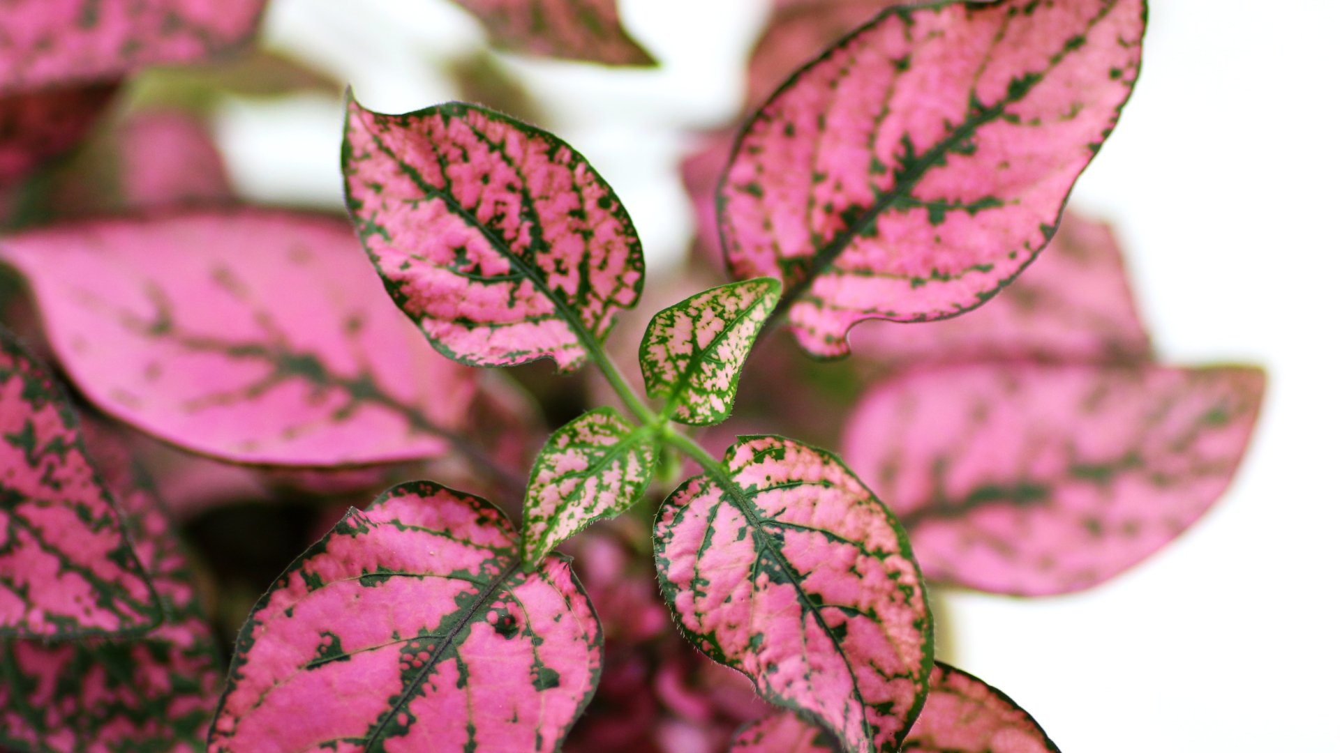 Termesszünk Szeplősarcot a lakásban - Így gondozd ezt a különleges szobanövényt