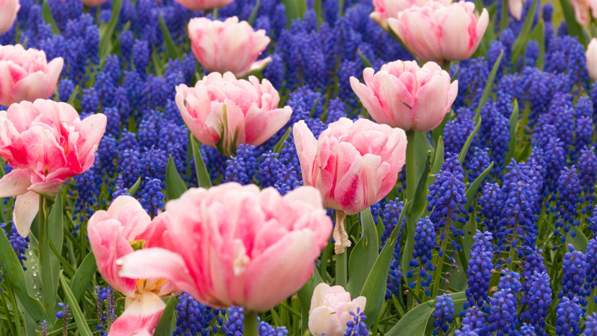 Kora tavaszi virágok szeptemberi ültetése: tulipán, gyöngyike és jácint