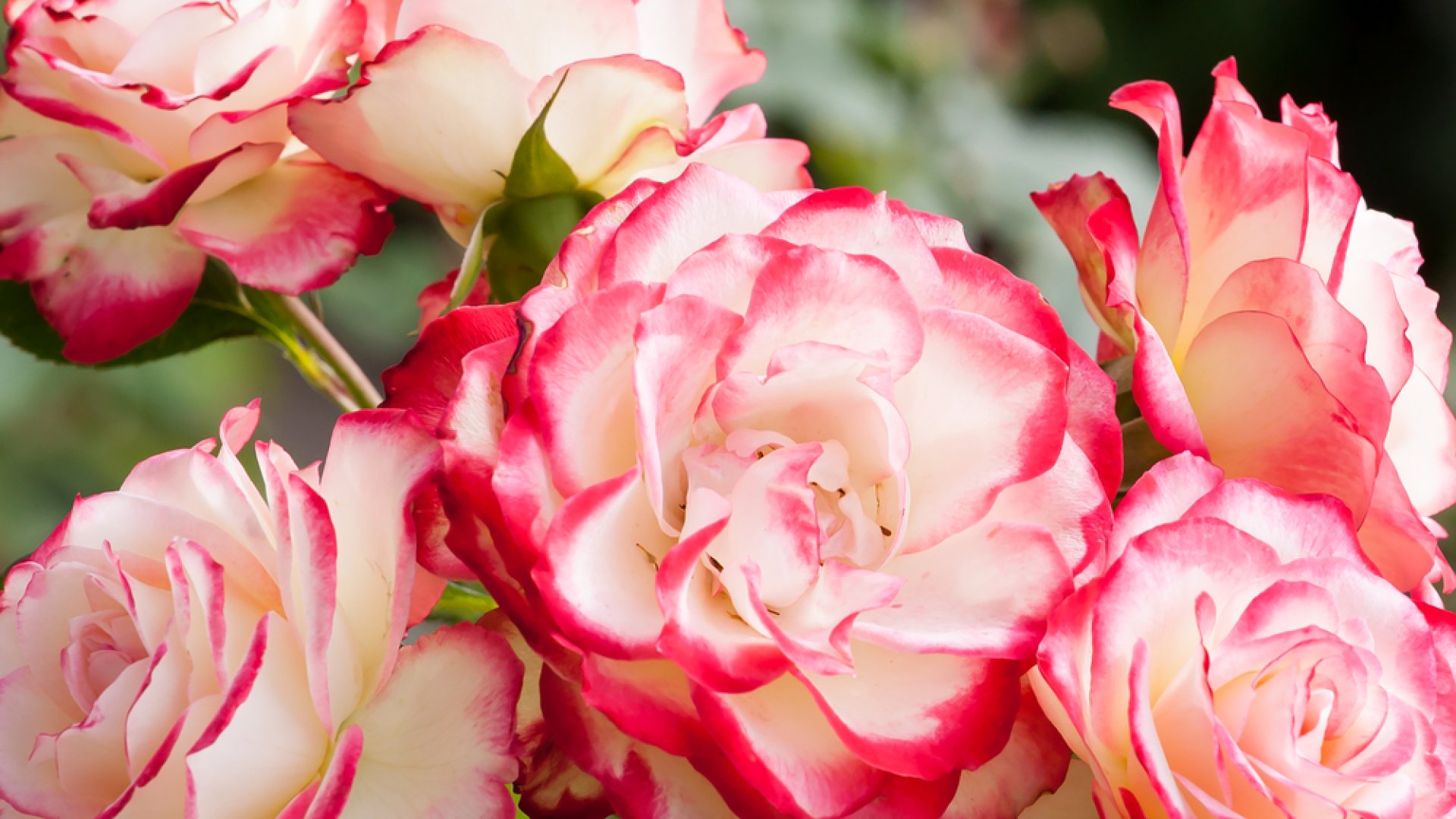 Kezdj el gondolkodni, milyen rózsákat szeretnél idén ősszel ültetni