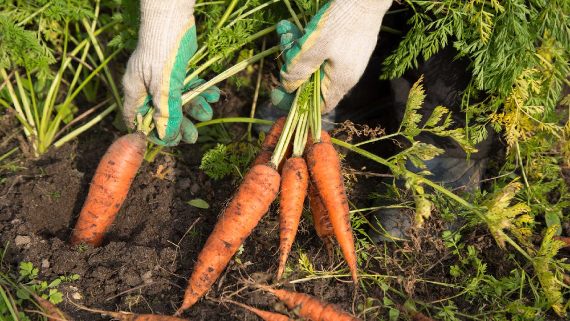 Szeptemberben elérkezik az ideje a veteményeskert tisztításának és a répa betakarításának